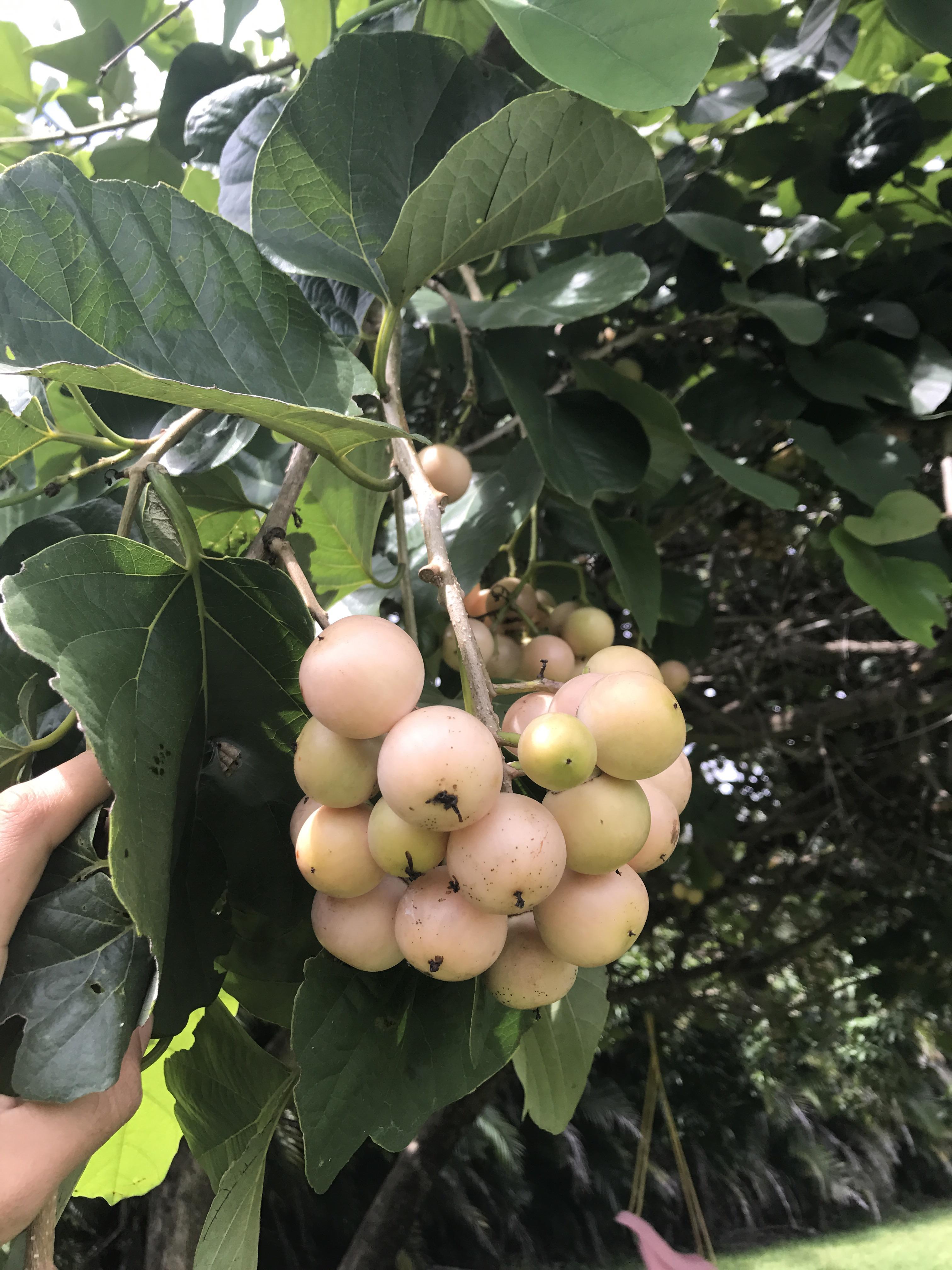 What is this fruit? South Florida, homeowners are from India and