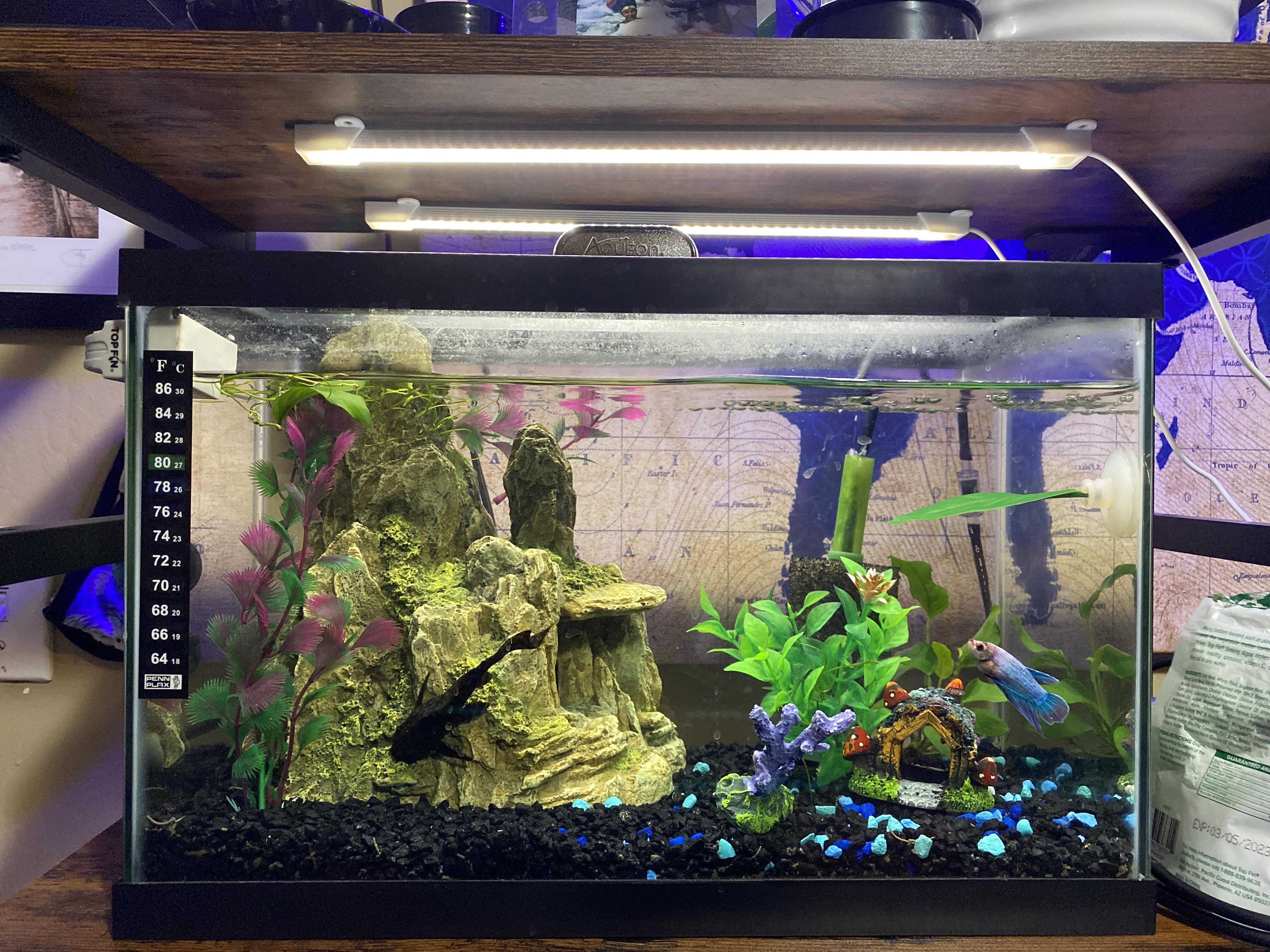 Current 5 gal. Looking to rescape with all live plants, but keep some