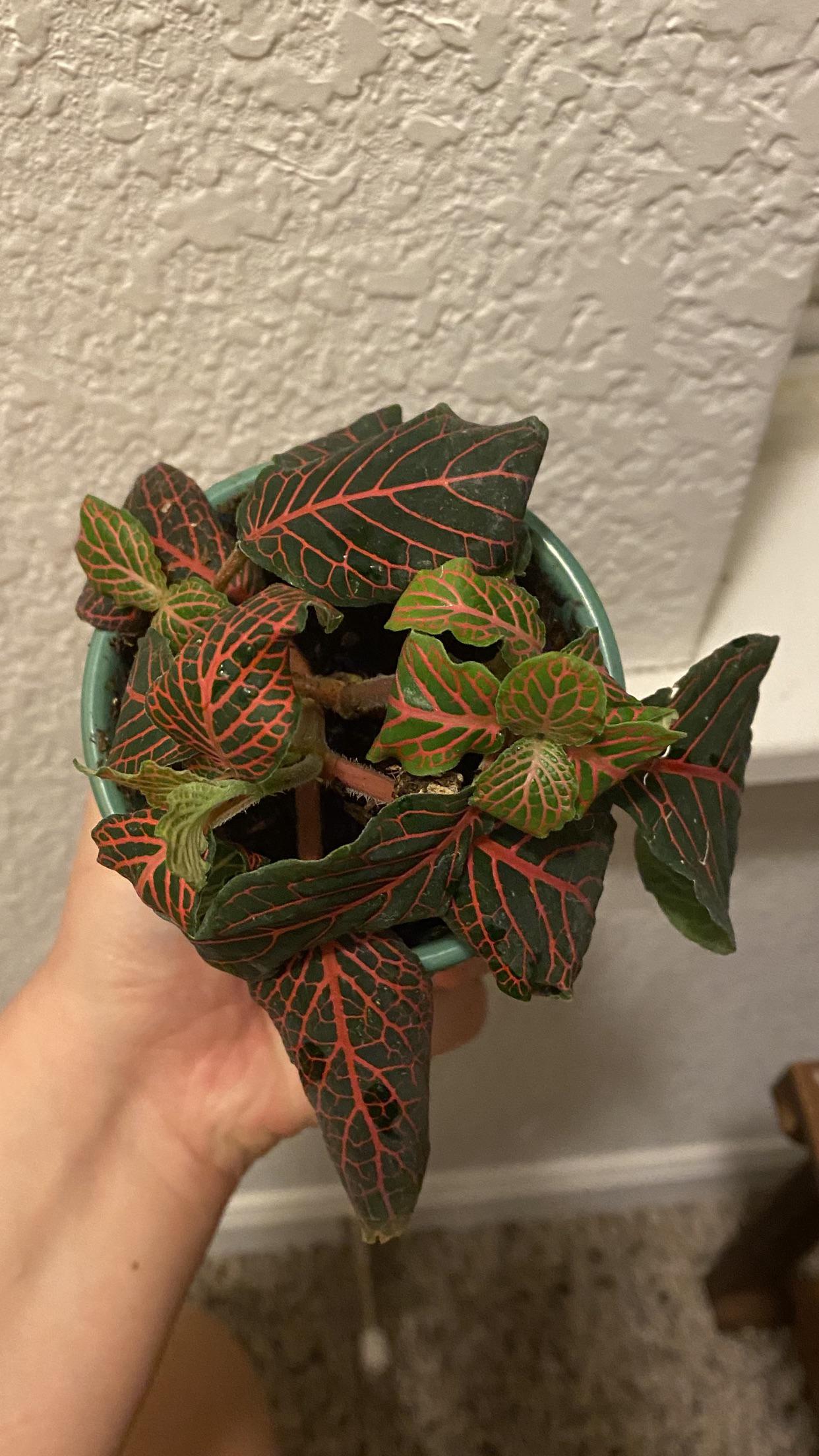 Tips on how to revive this nerve plant ? Leaves are crunchy and