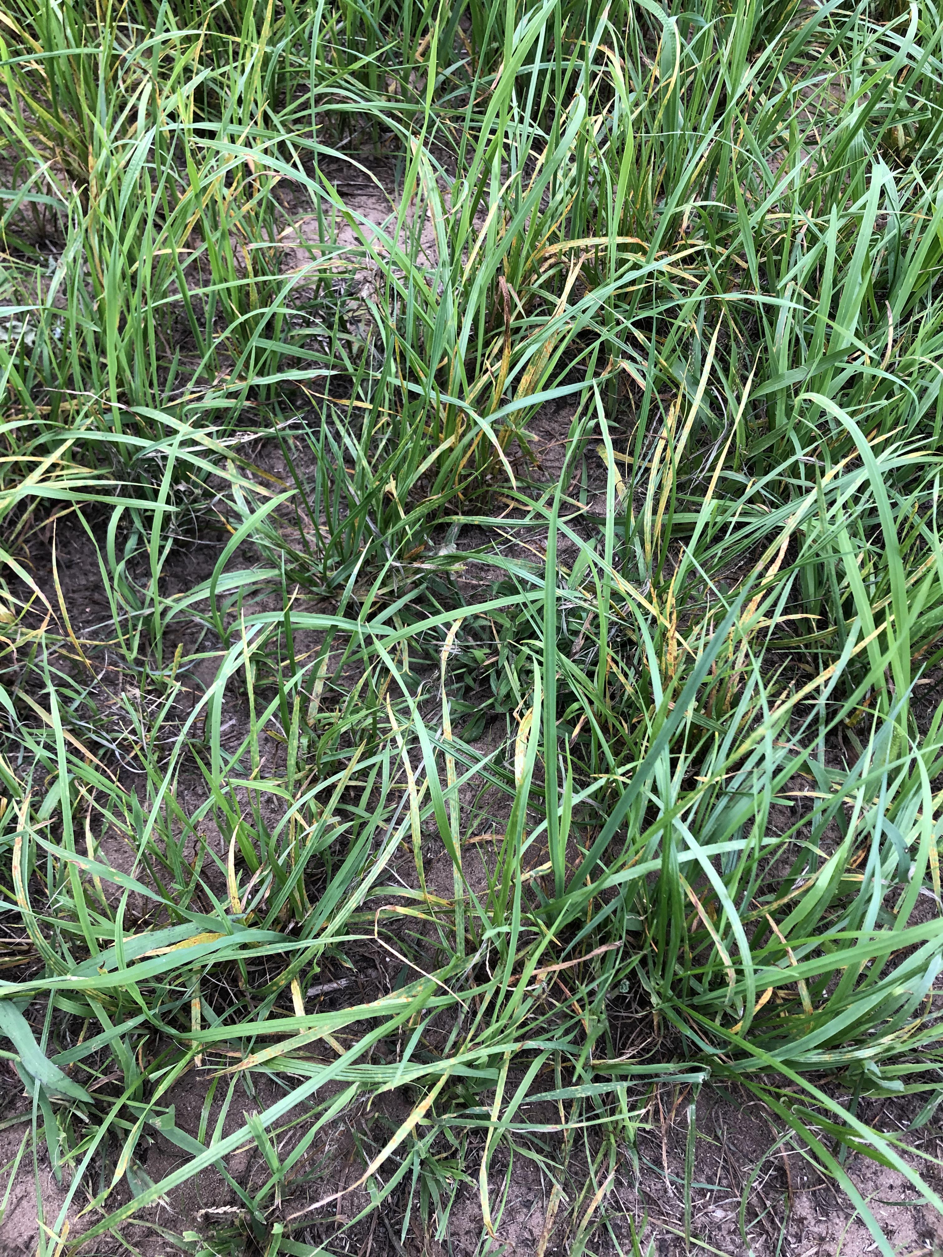 Is this yellowing on my orchardgrass nitrogen deficiency? What can I do