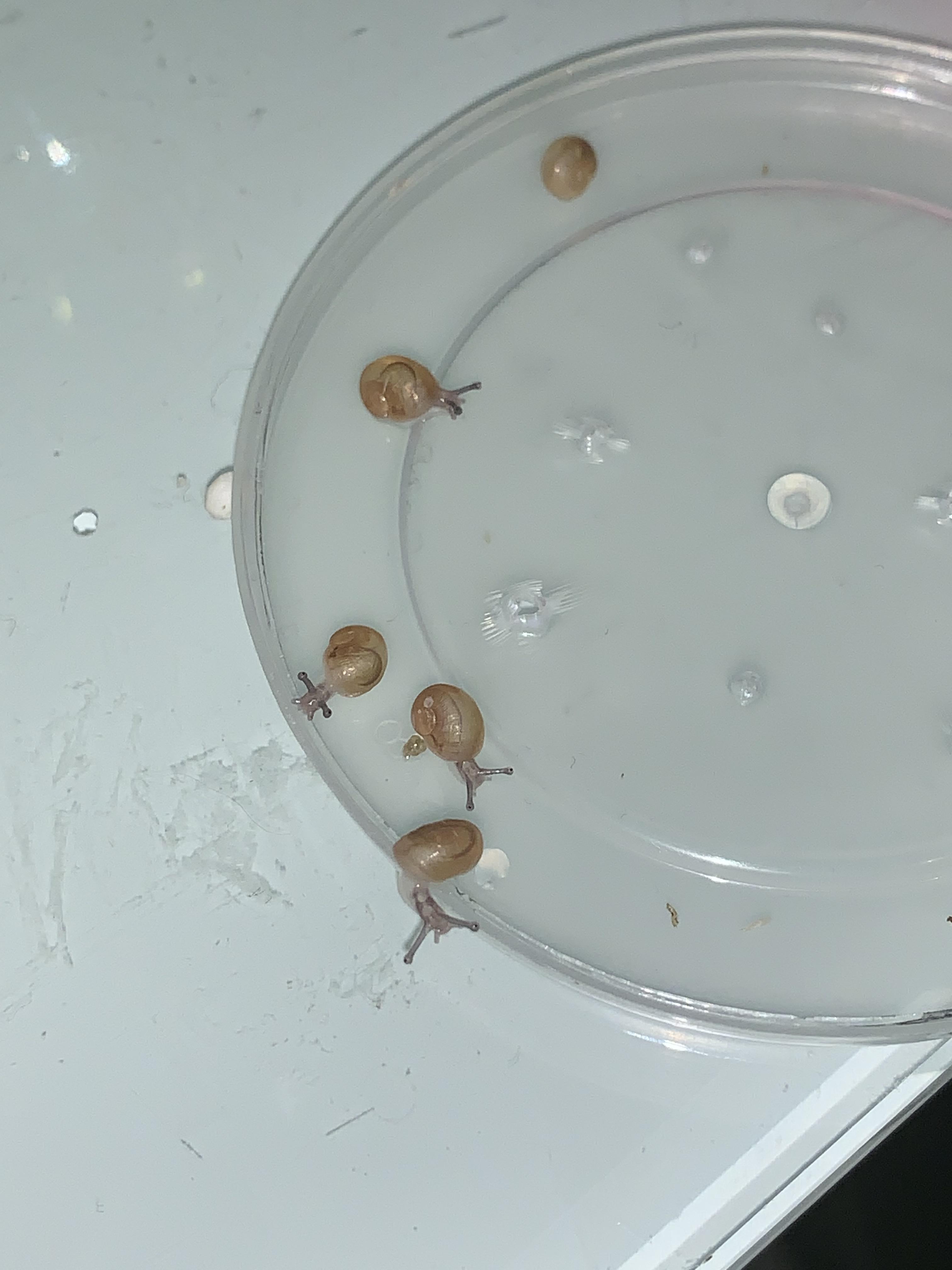 Babies have grown a bit, starting to get some colour and they are so