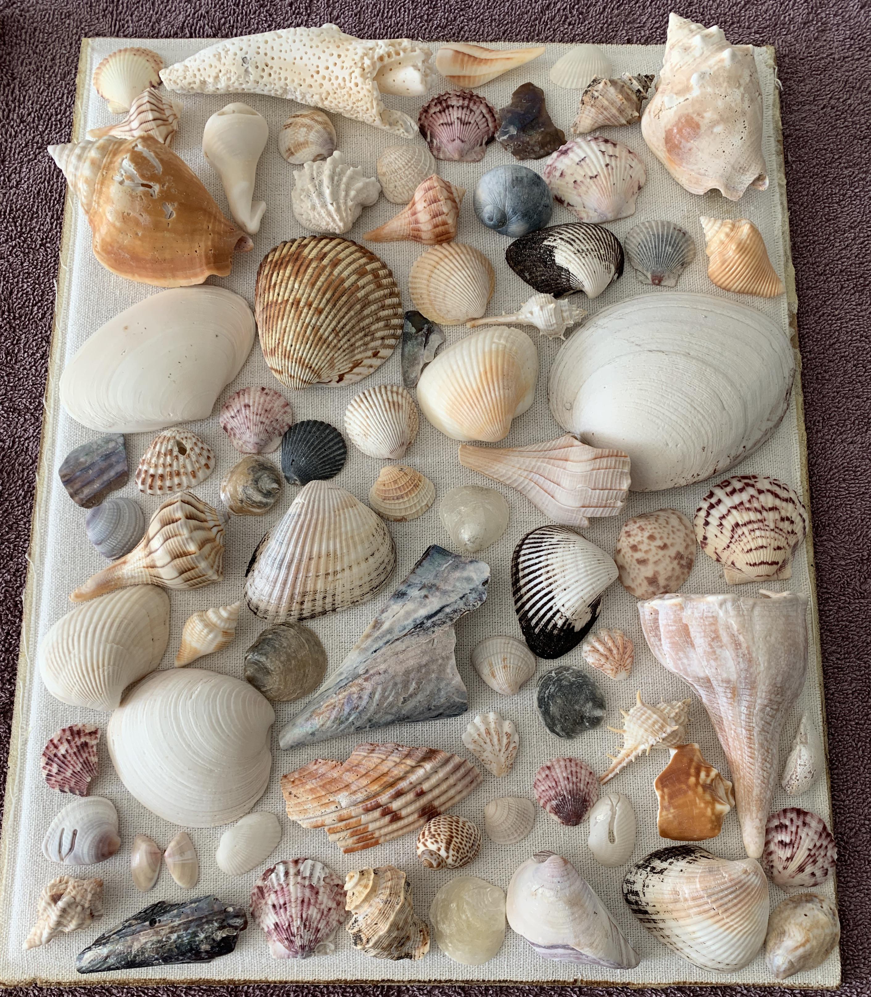 Sea shell adhesive advice wanted r/crafts