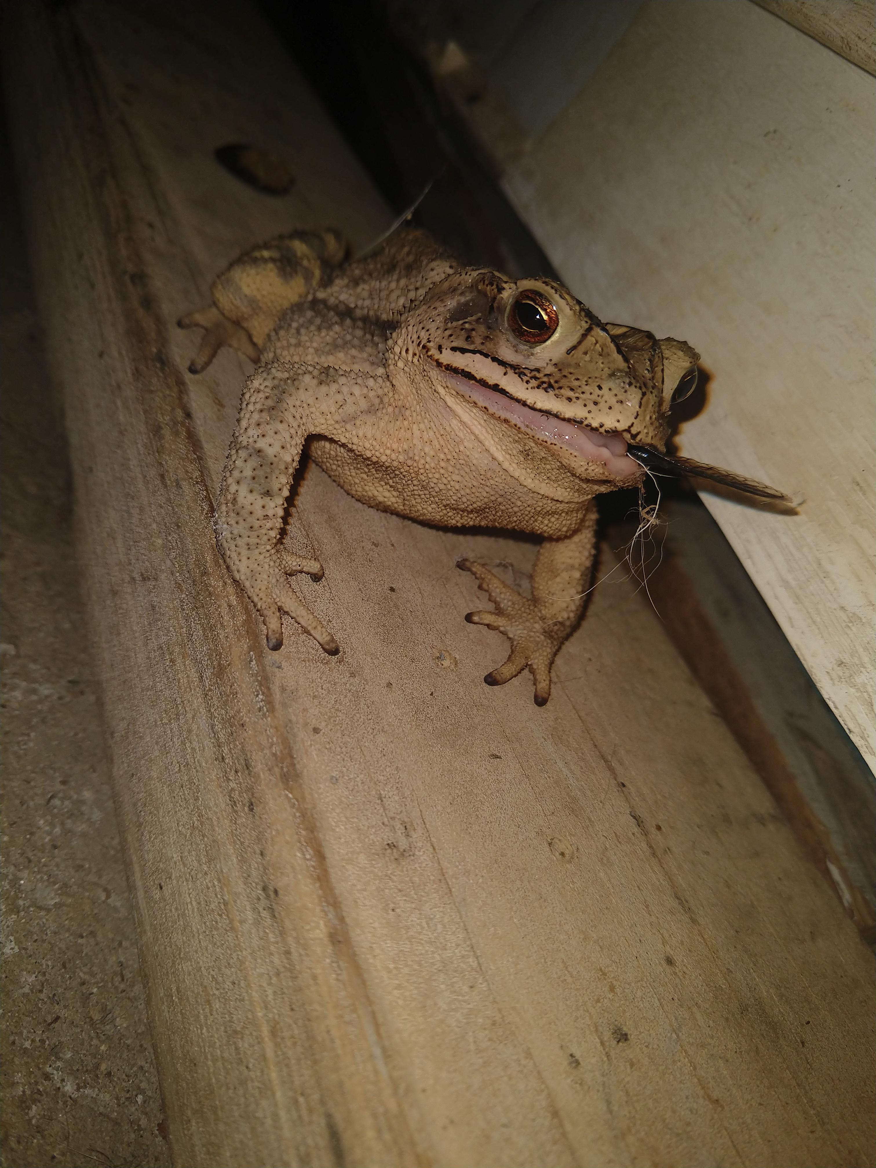 Don't usually post here's but here's a toad eating a cicada r/herpetology