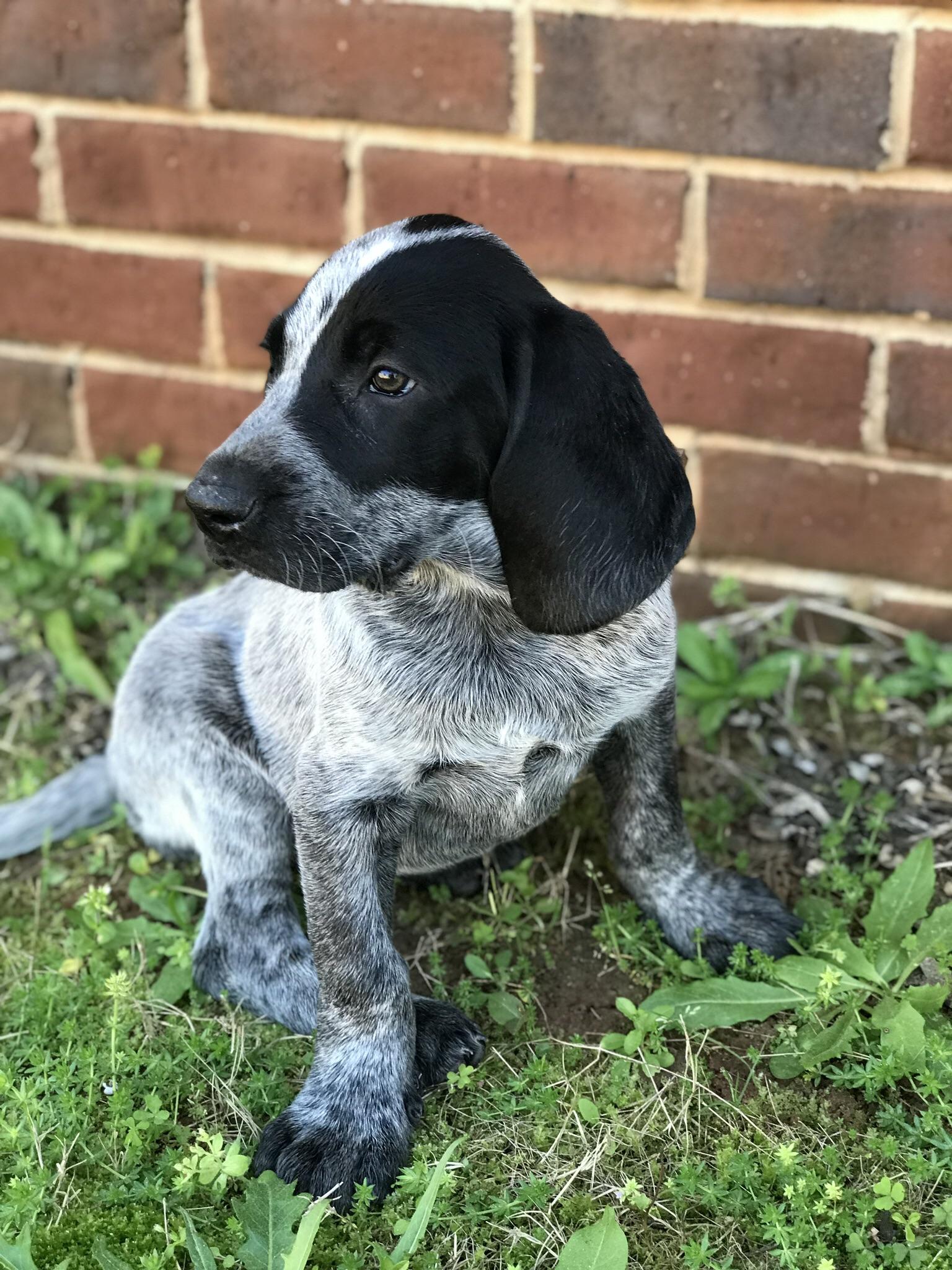 The little blue tick hound r/aww