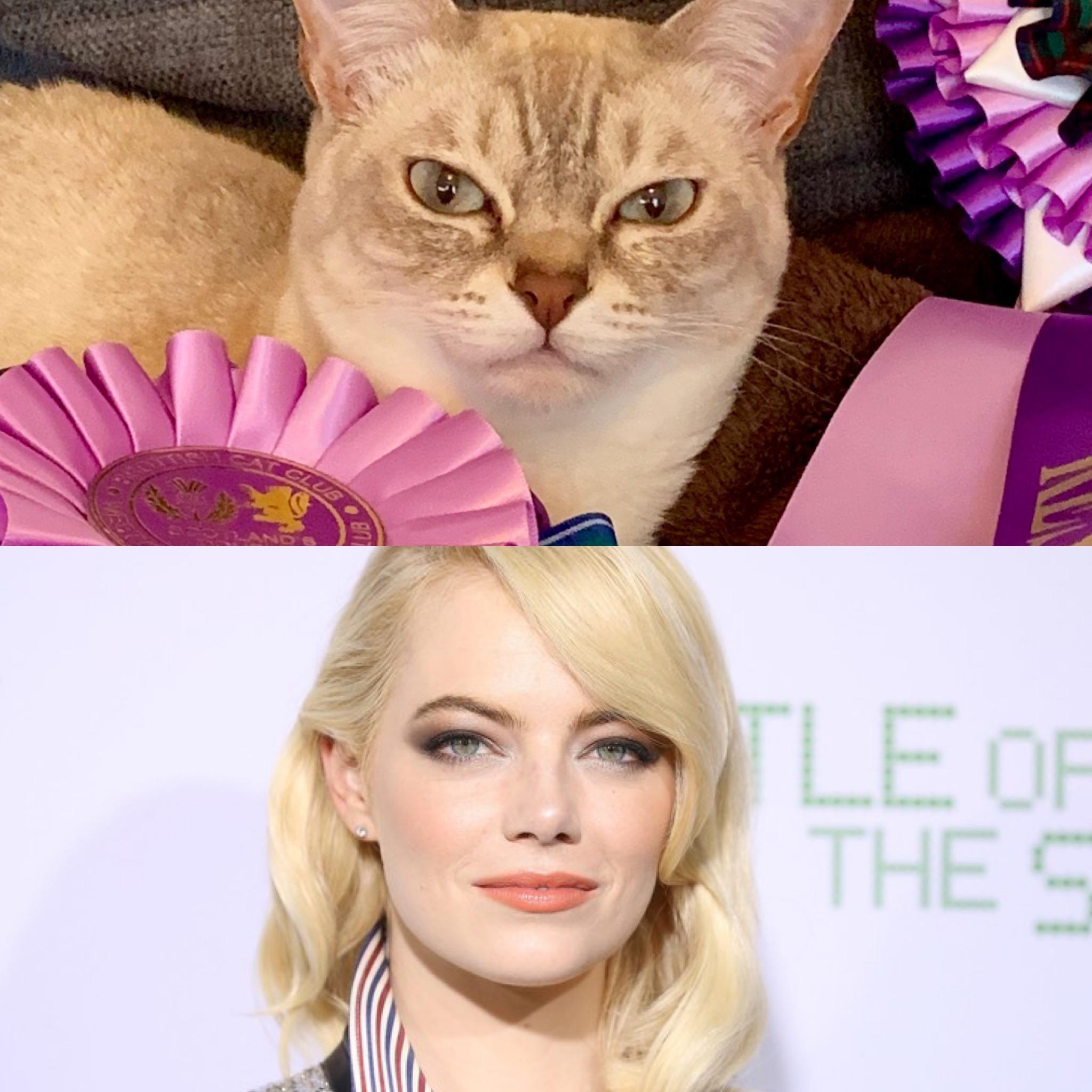 Someone pointed out my cat looks like Emma Stone. I’m eternally
