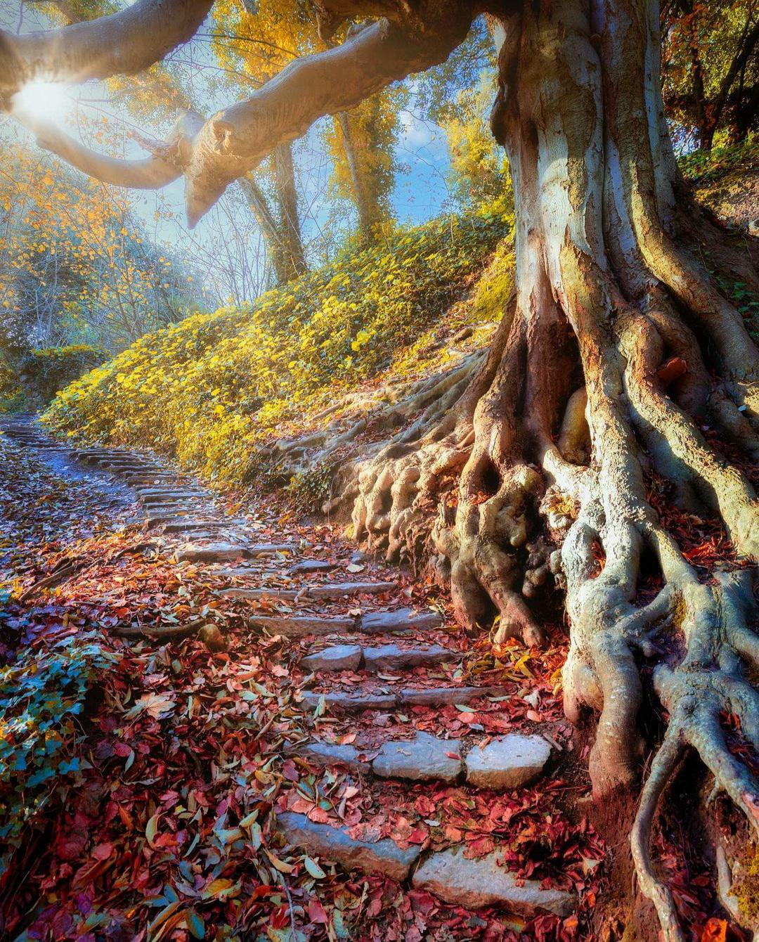 Sunlight through the trees at St. Anne's Park, Dublin, Ireland. r