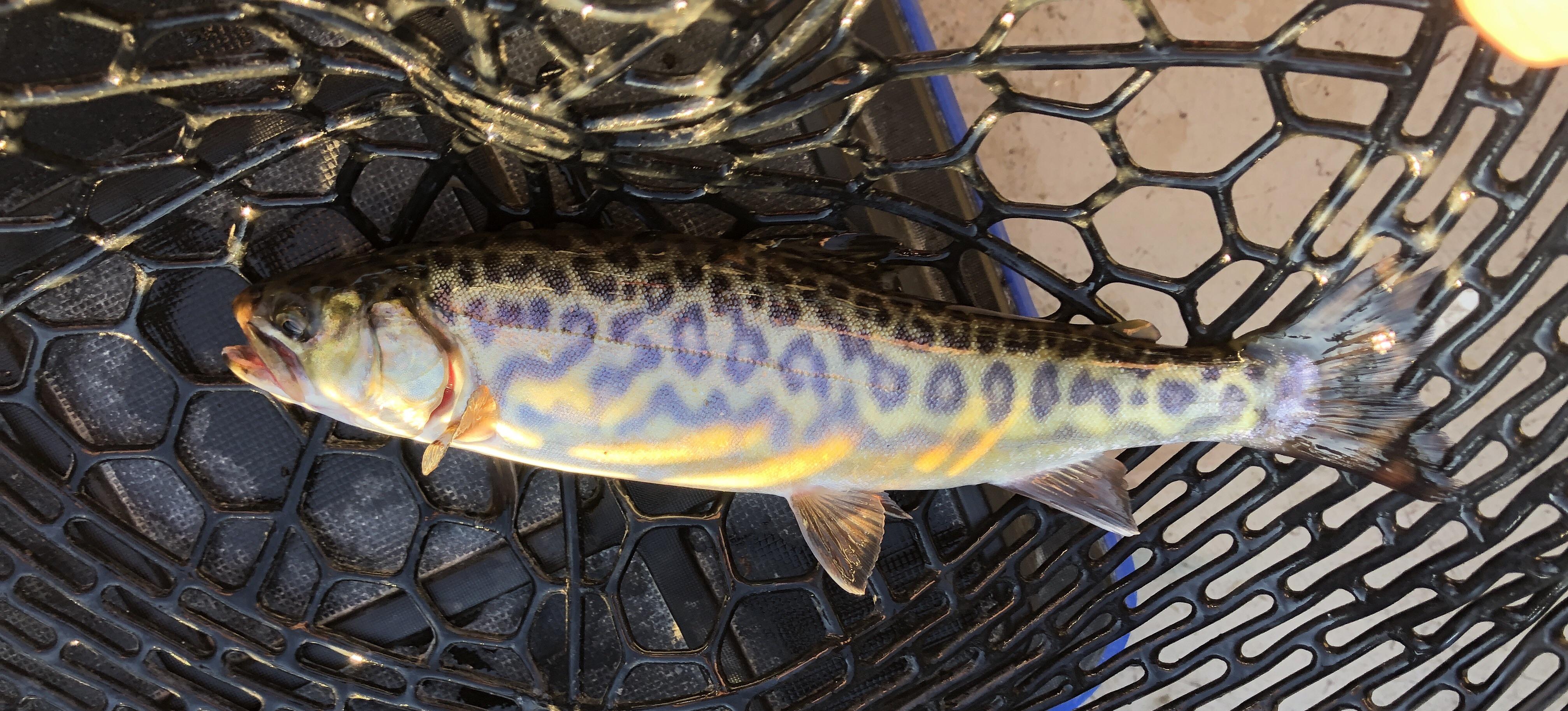 Finally caught a Tiger Trout (very small). r/Fishing