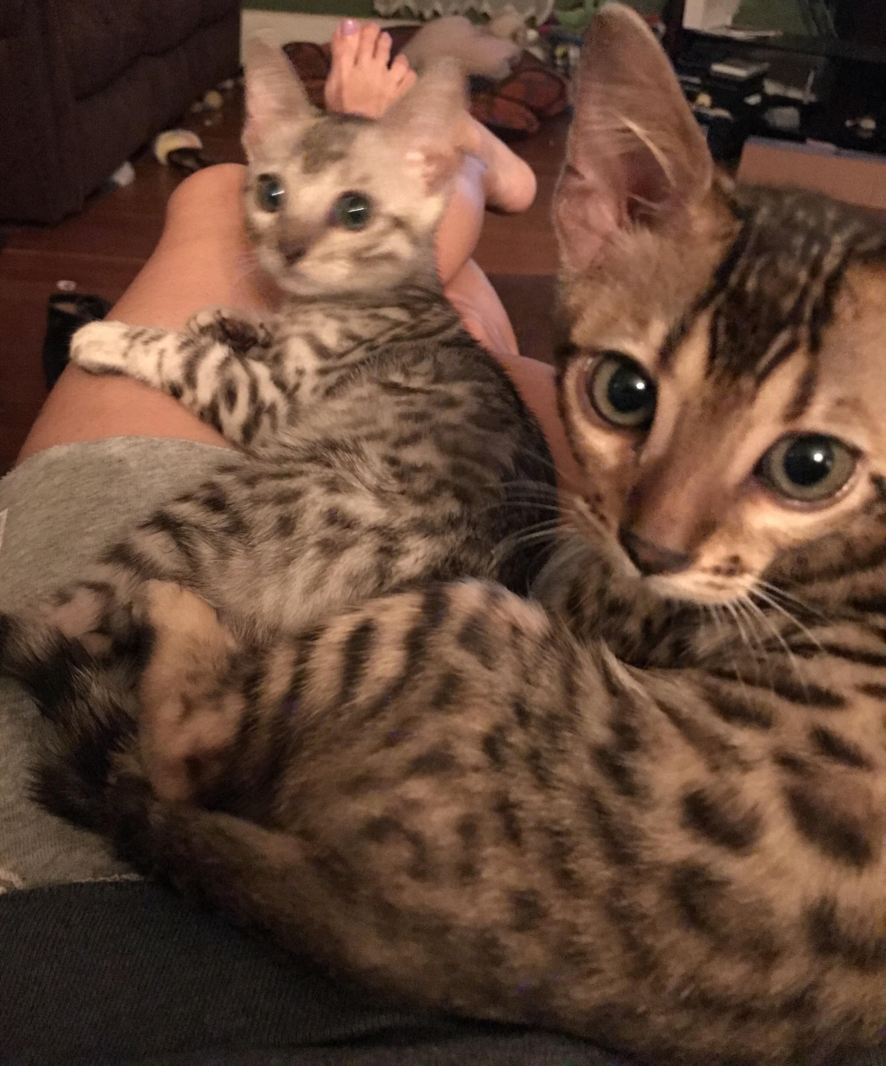 My two wild Bengal brothers finally settling down for the night