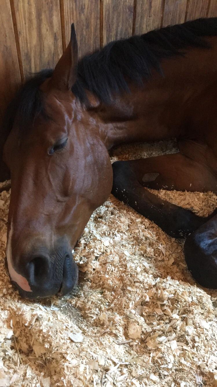 My horse gets really tired r/aww