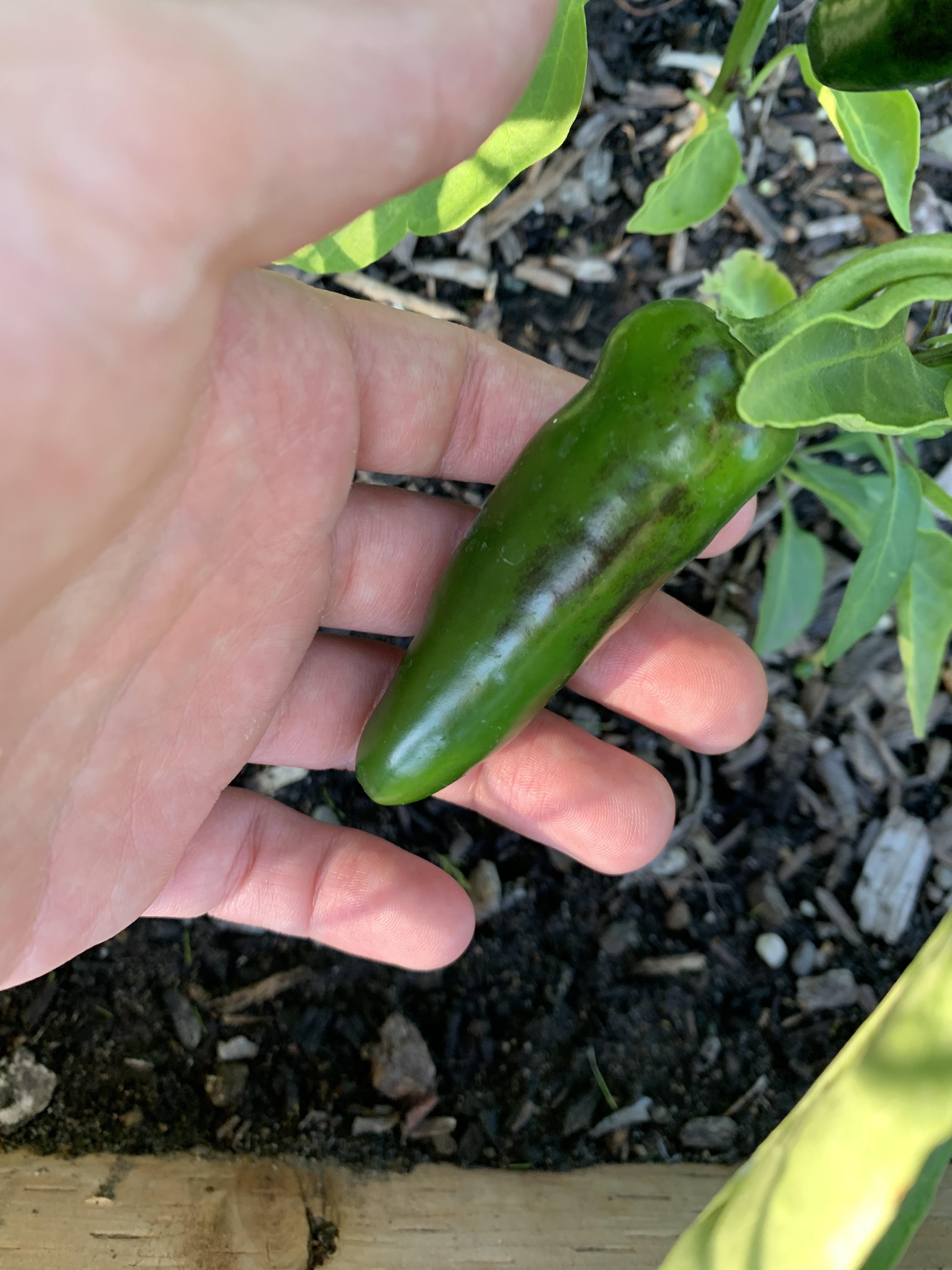 Should I be concerned about these dark spots on my jalapeños? They’re