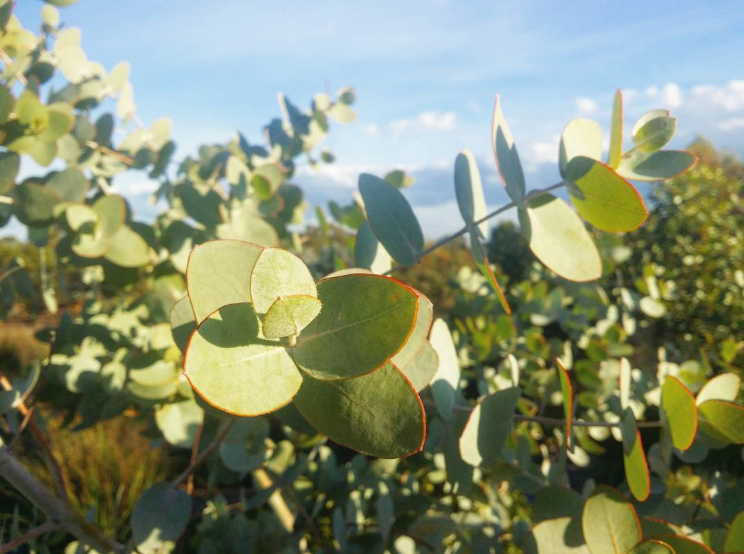 Eucalyptus gongylocarpa, Marble Gum. Melton Botanic Gardens, VIC r