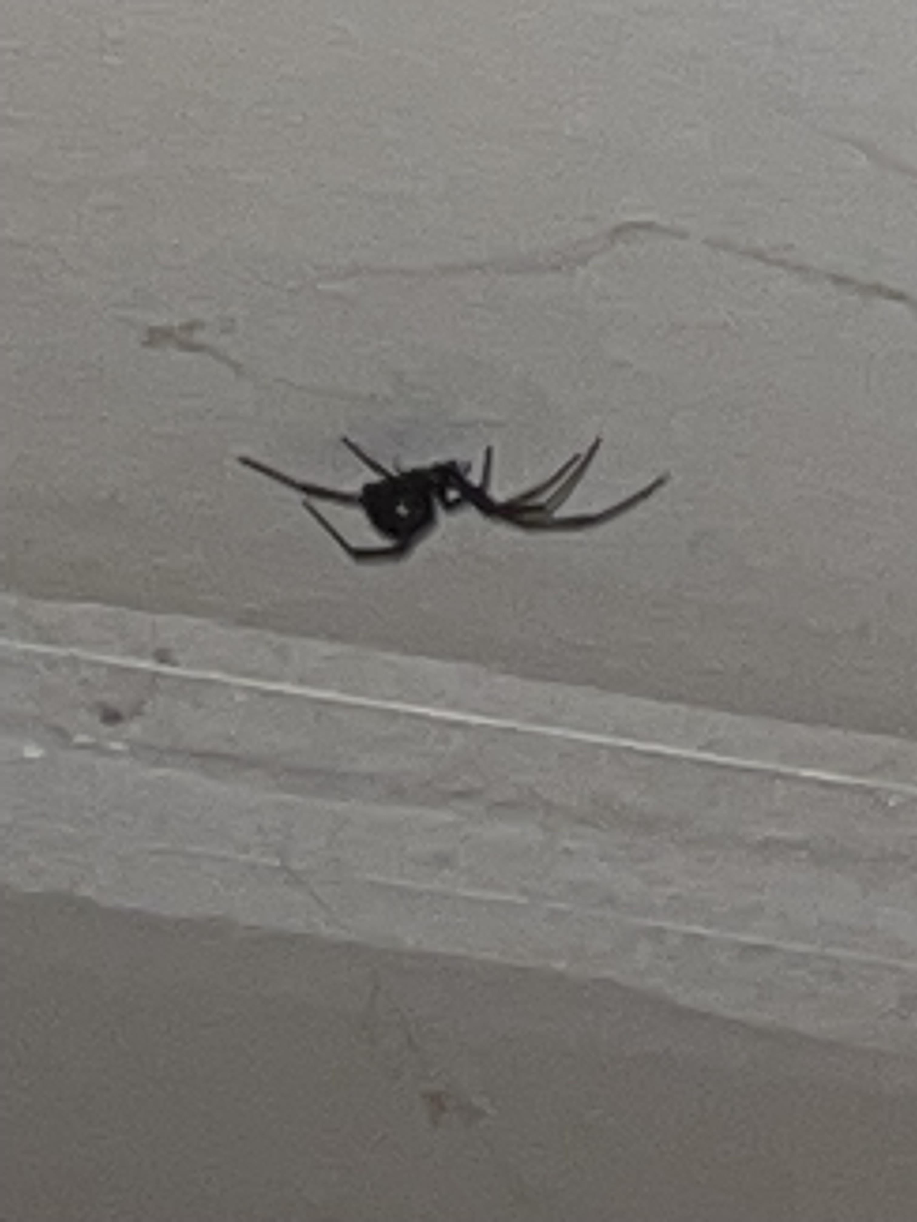 What kind of spider is this? (on roof of home in Sacramento, CA) r