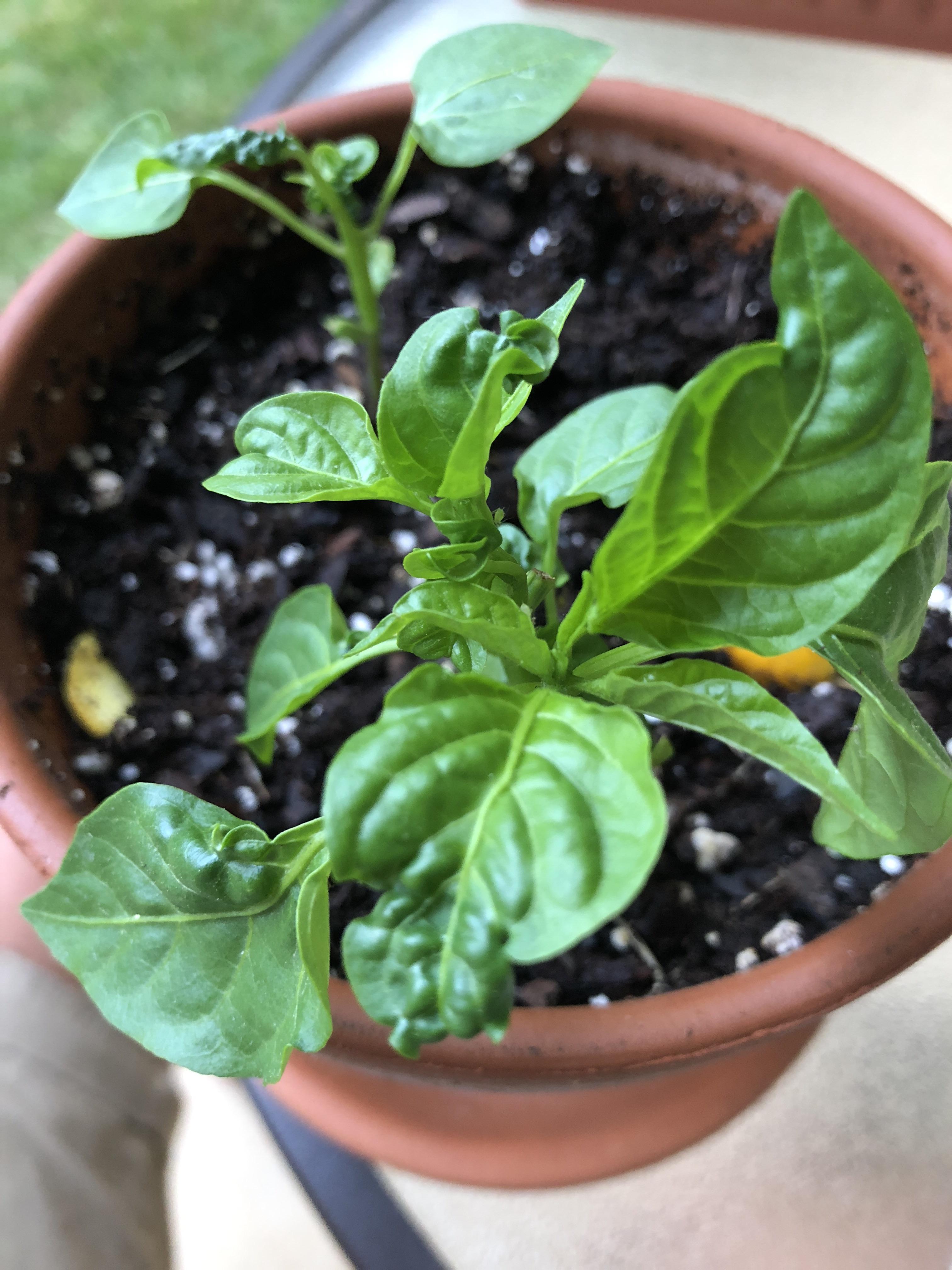 Help! What’s causing my pepper plant’s leaves to grow all shriveled