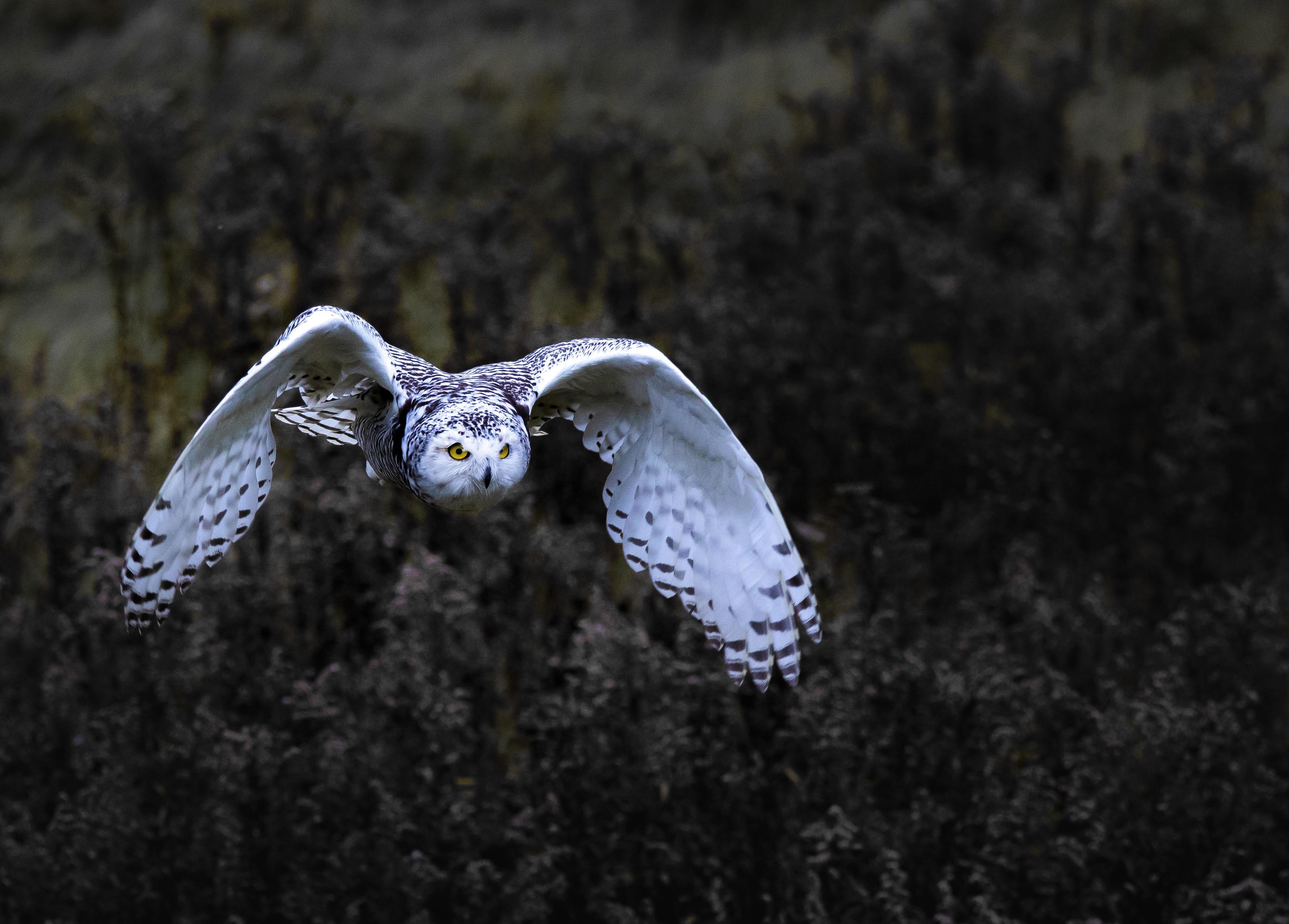 Snowy owl in the early morning light in Southern ON. r