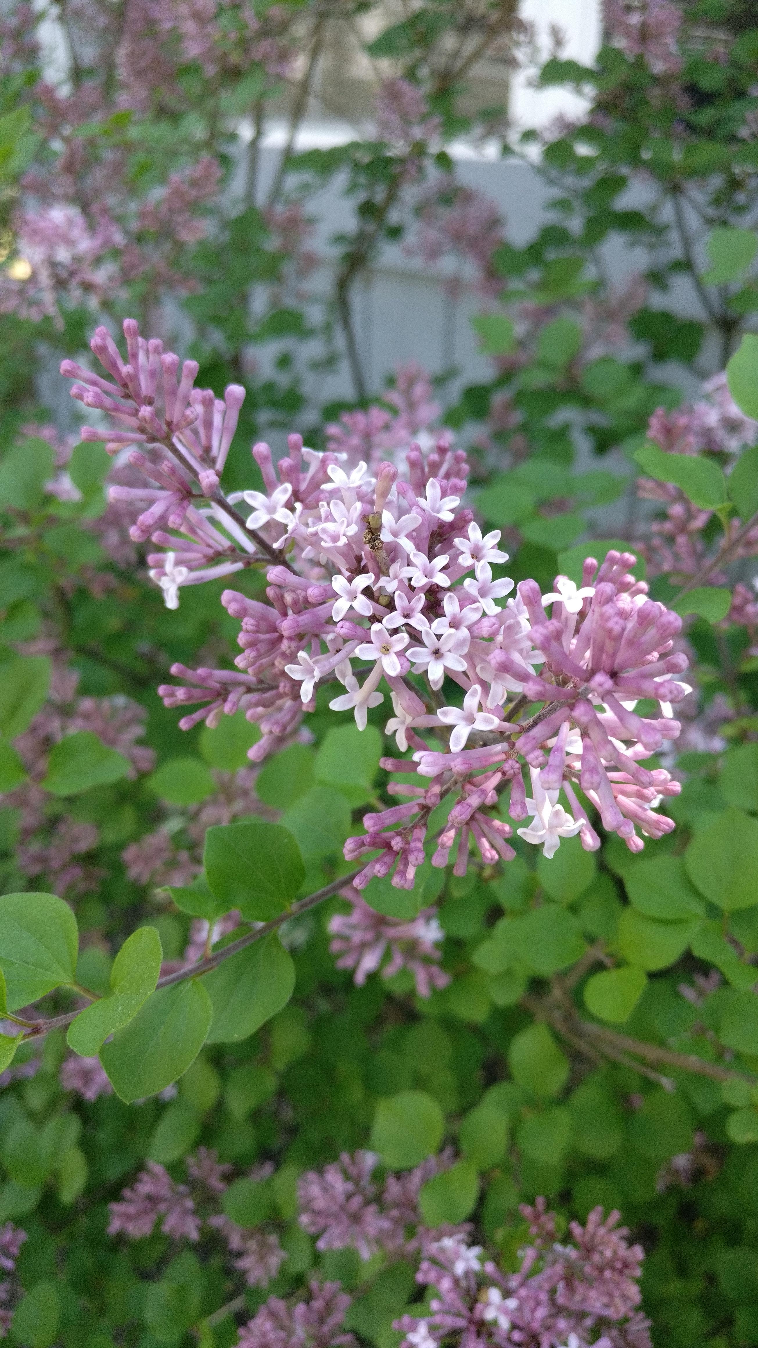 Lilac bushes are beginning to bloom in Ohio r/gardening