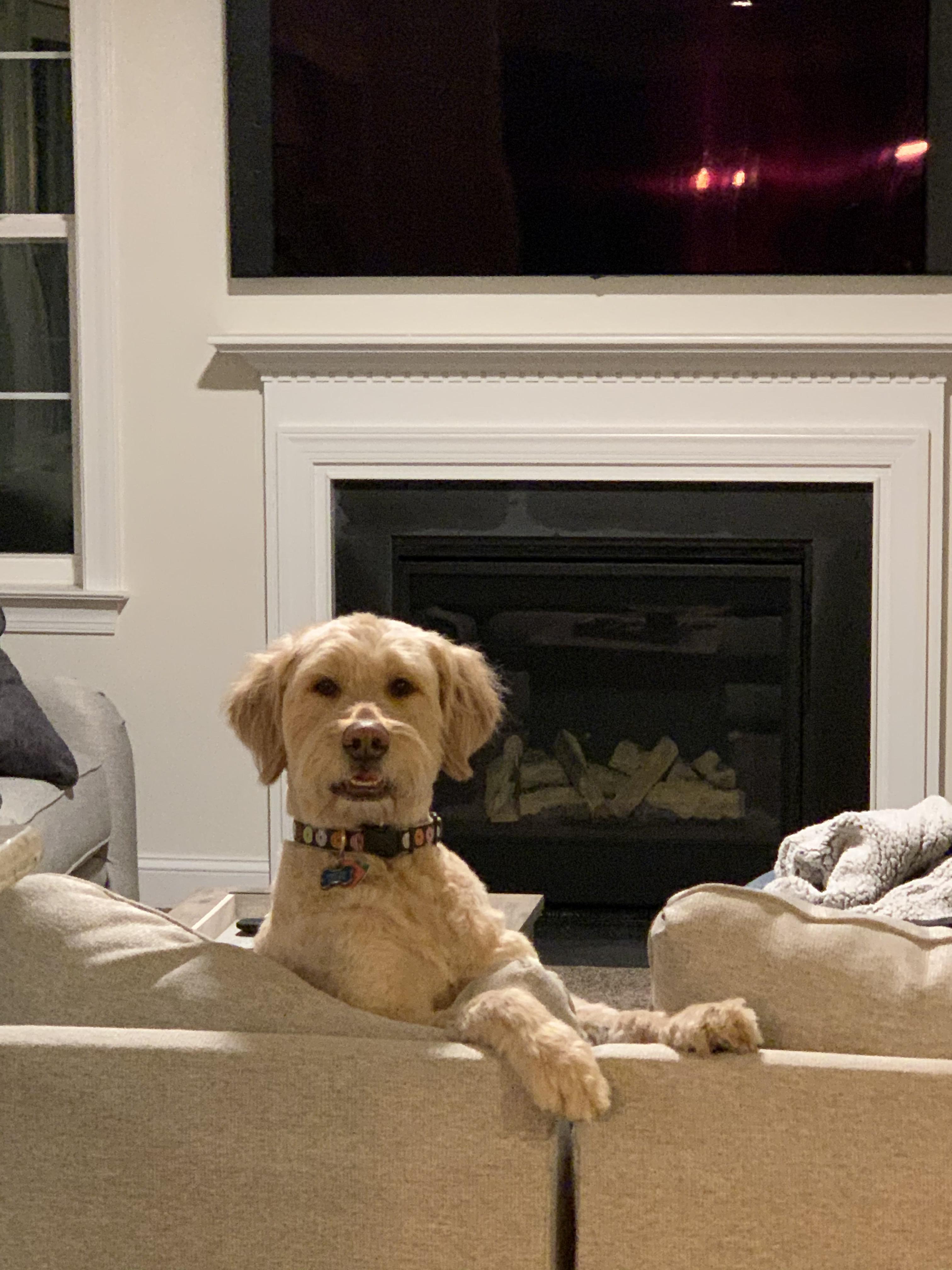 Right before he jumped over the couch and chased me... r/Goldendoodles