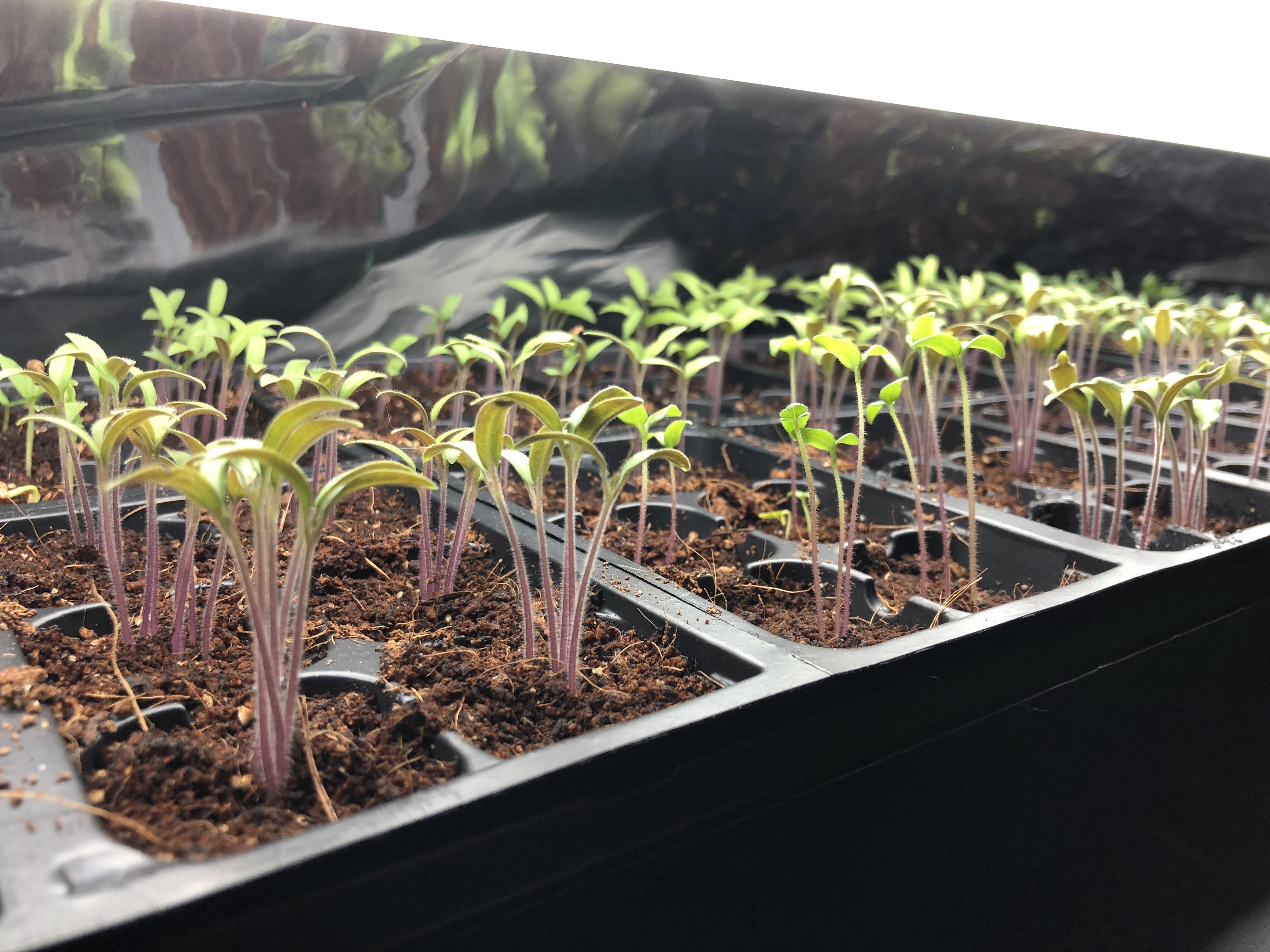 Leggy seedlings, what can I do to correct this? r/gardening