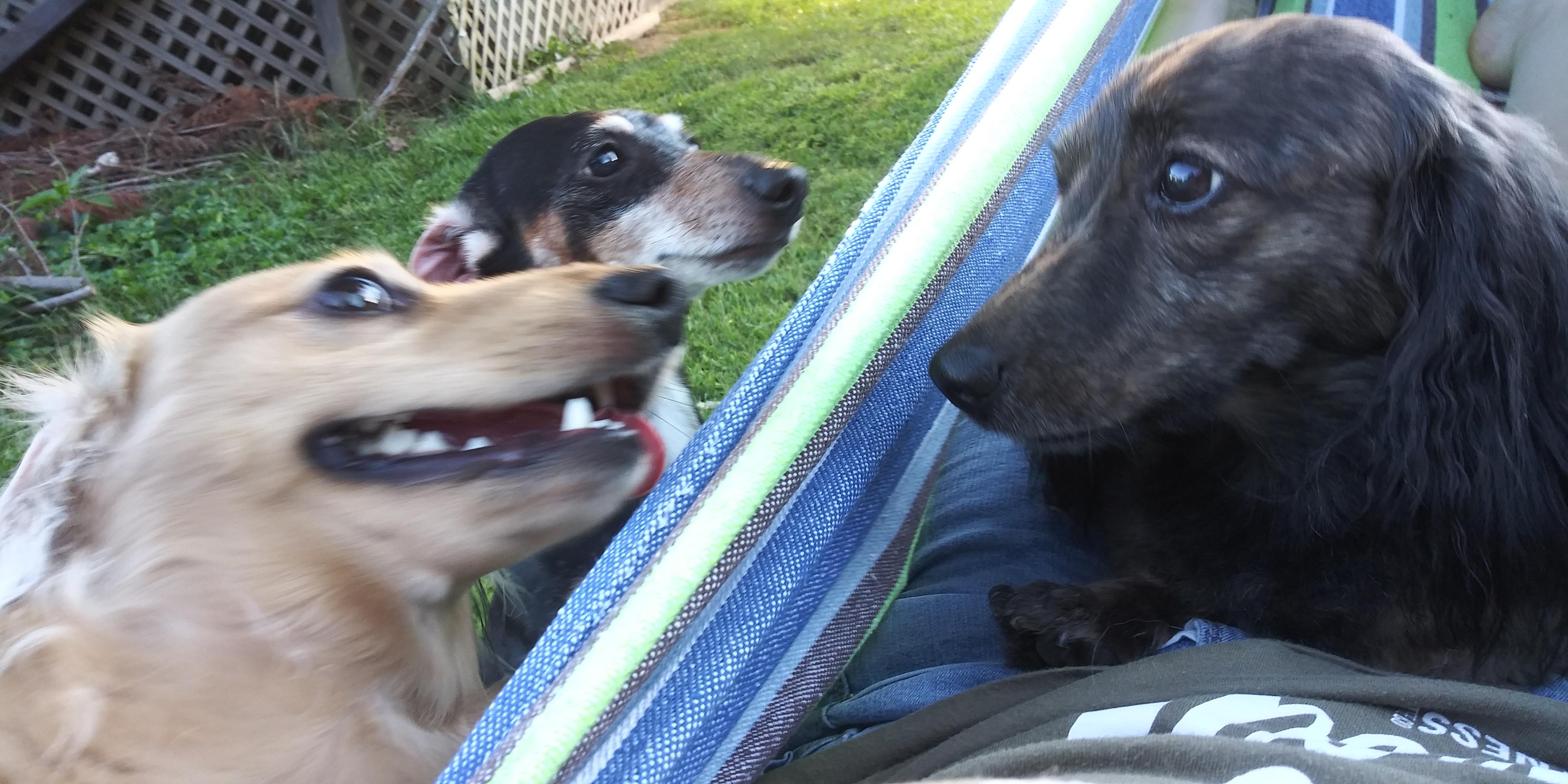 Jealousy even after his turn... r/Dachshund