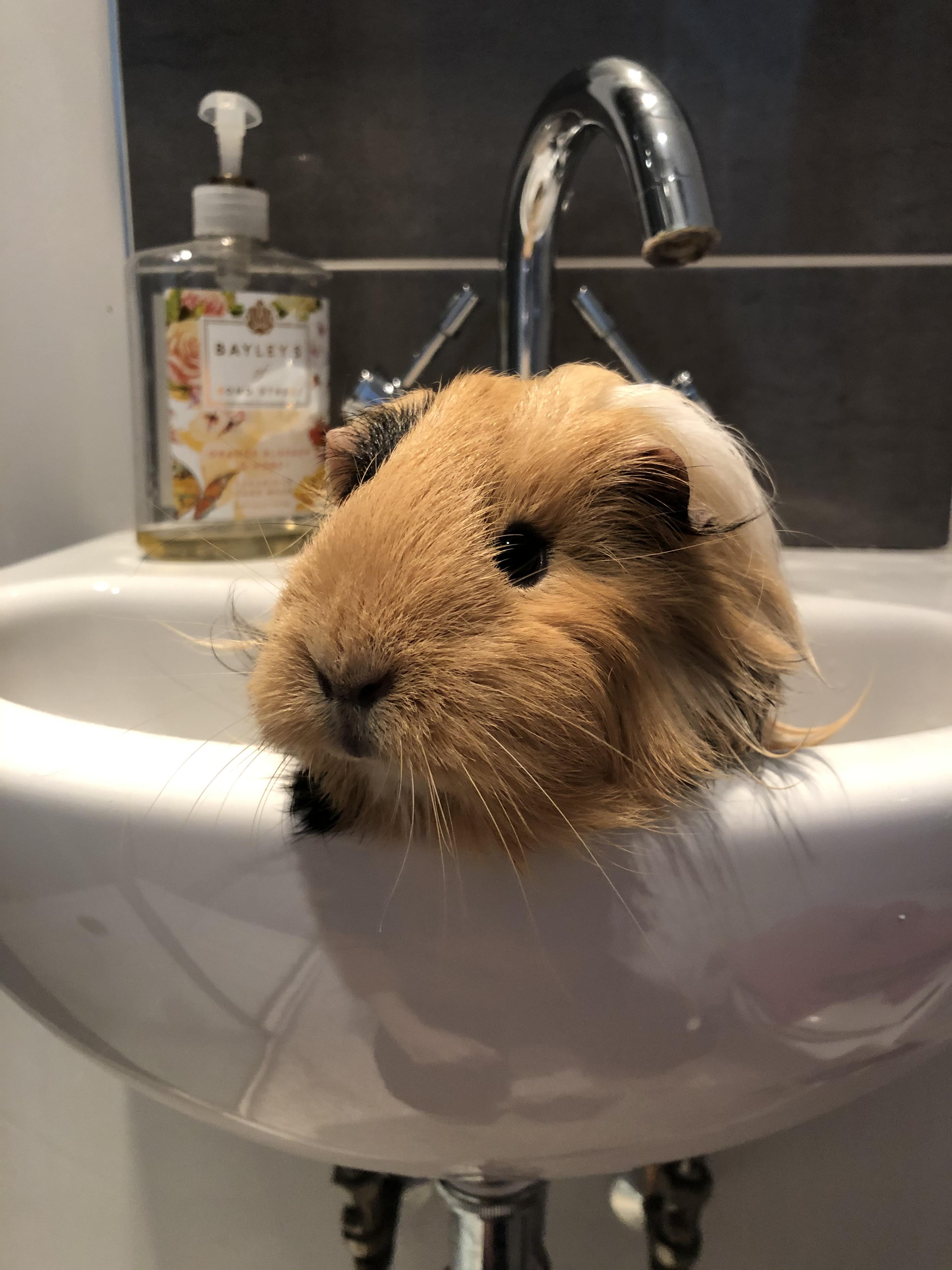 What a good piggy ready for her bath guineapigs