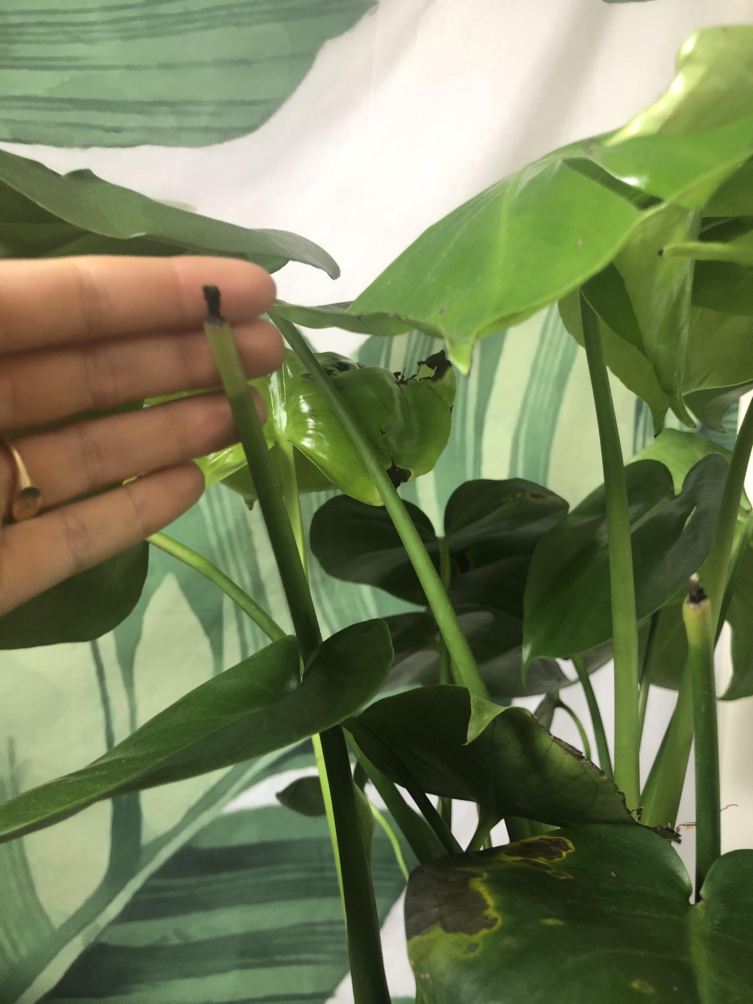 Monstera stem turning black will it ever grow a new leaf? r/houseplants