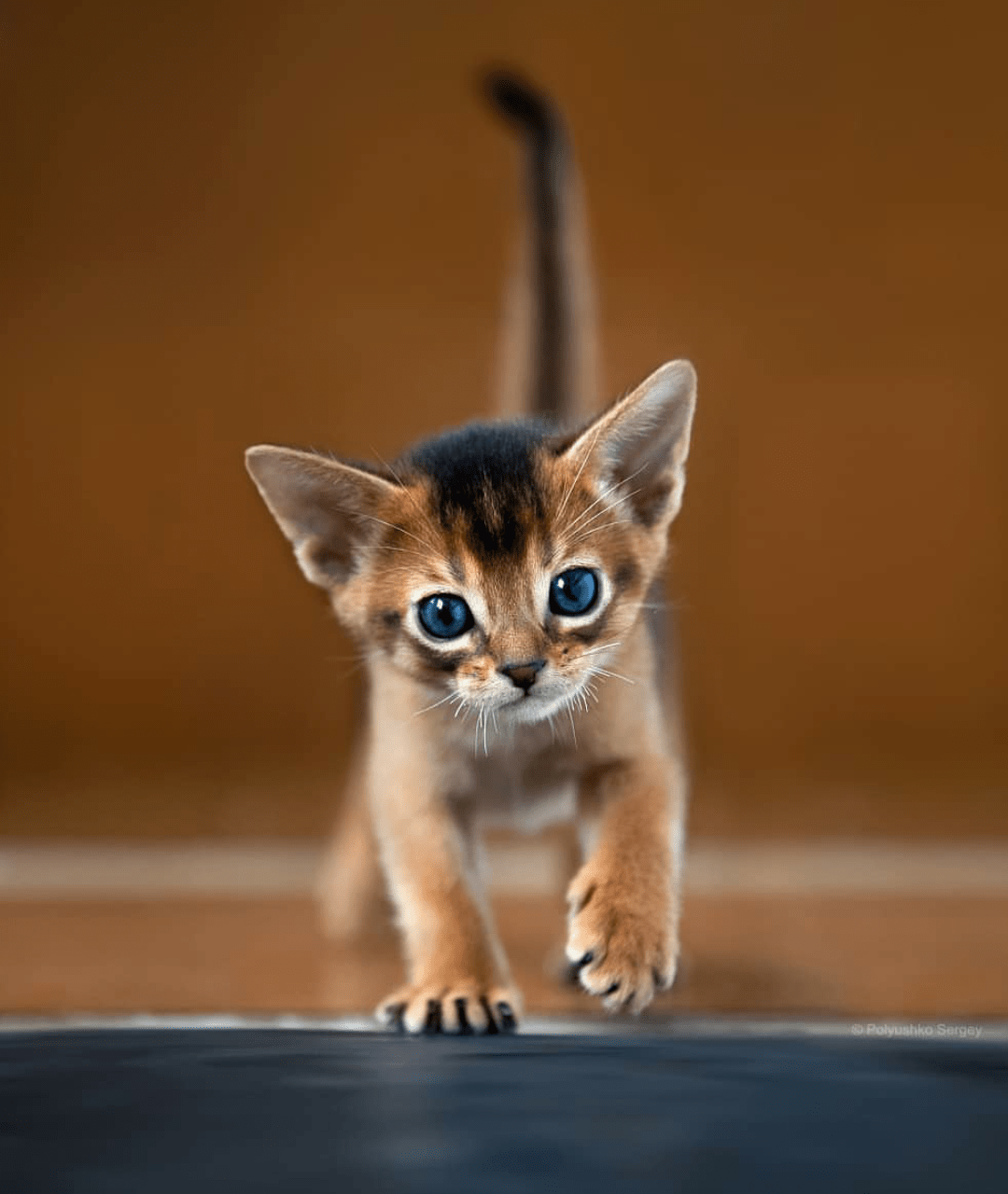 Abyssinian kitten r/Eyebleach