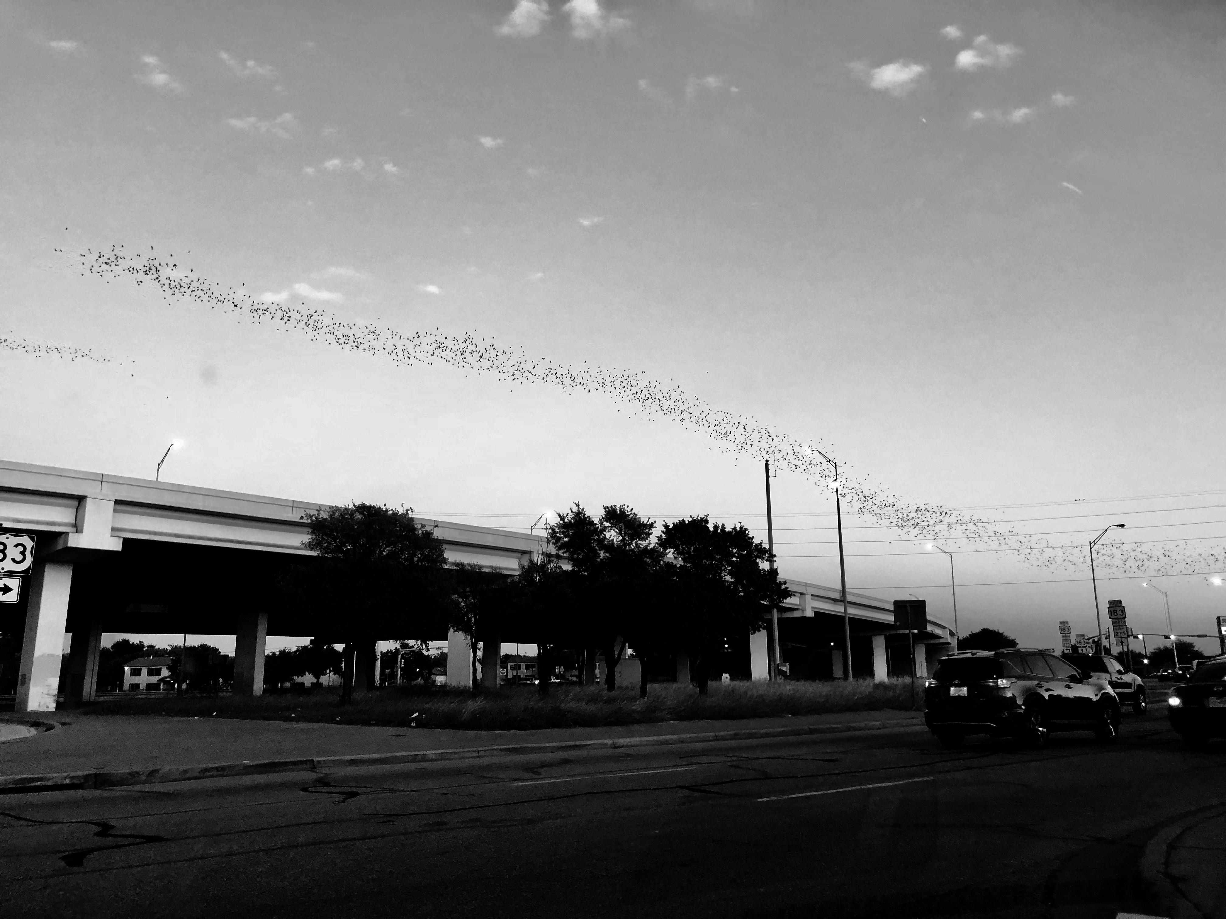 Spectacular bat flight spotted at N. Lamar and Anderson Lane tonight