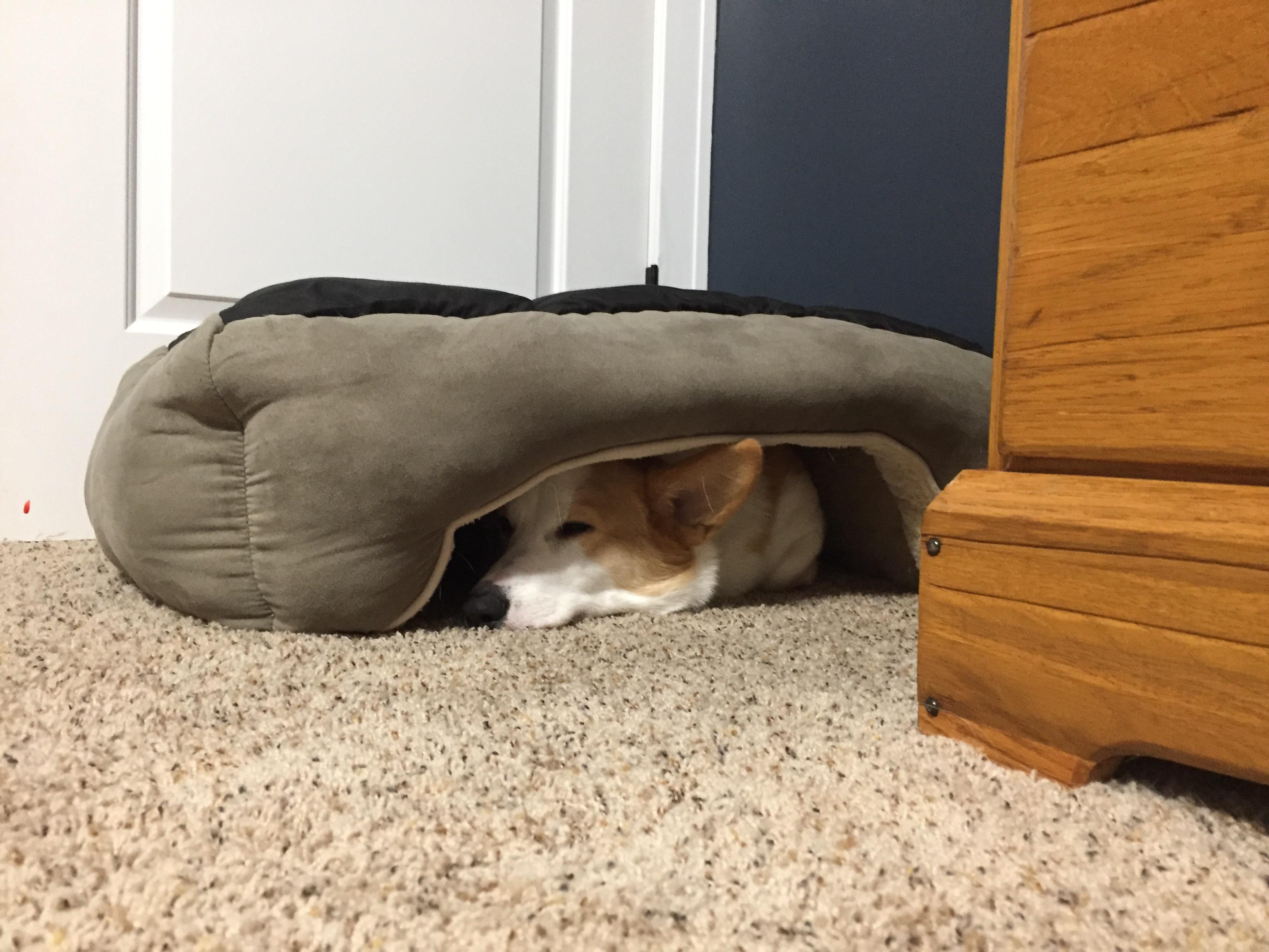 My dog flipped his bed over so he has a cave to sleep in (oc) r/aww