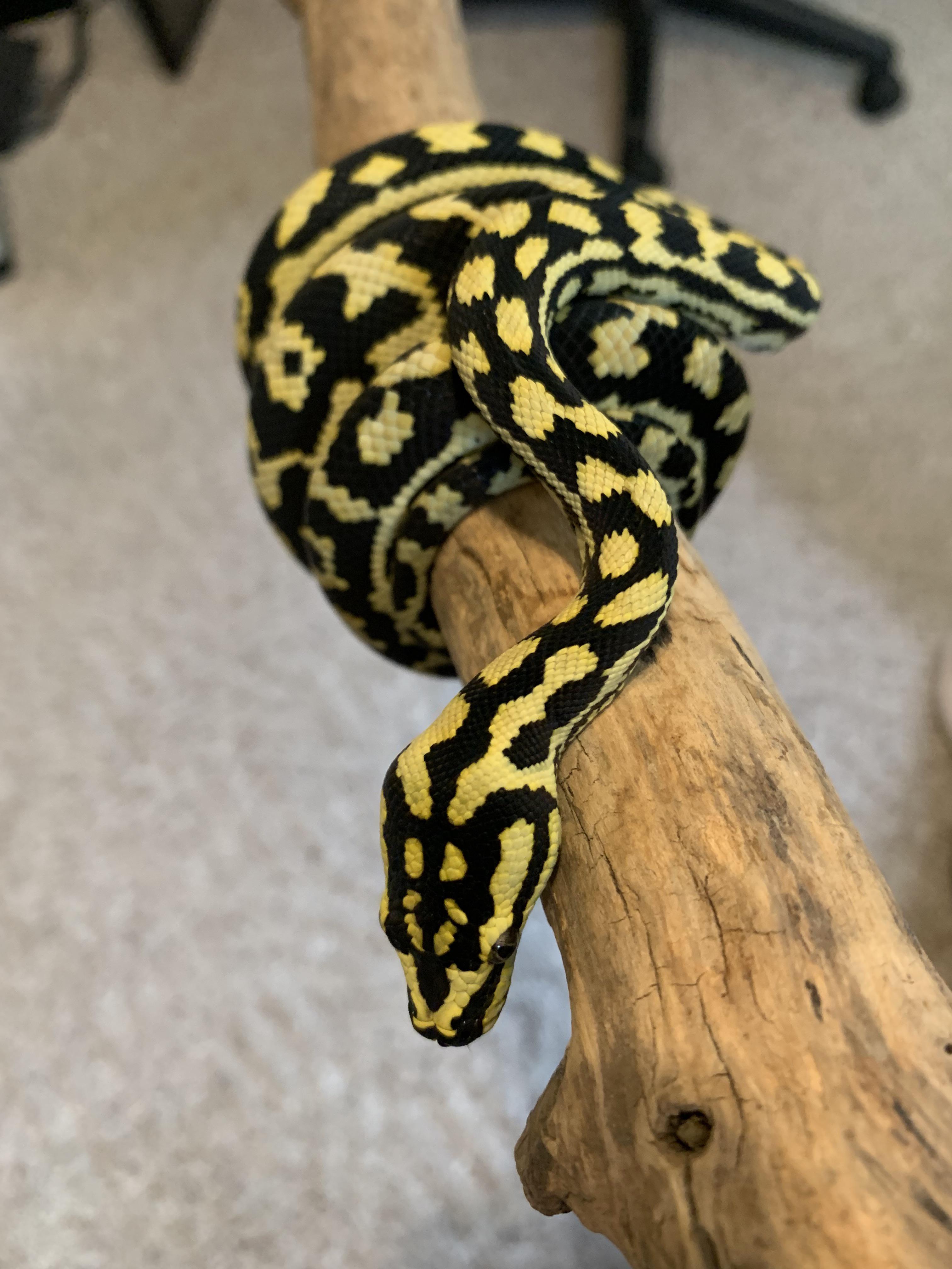 Growth rate for Jungle Carpet Pythons? r/carpetpythons