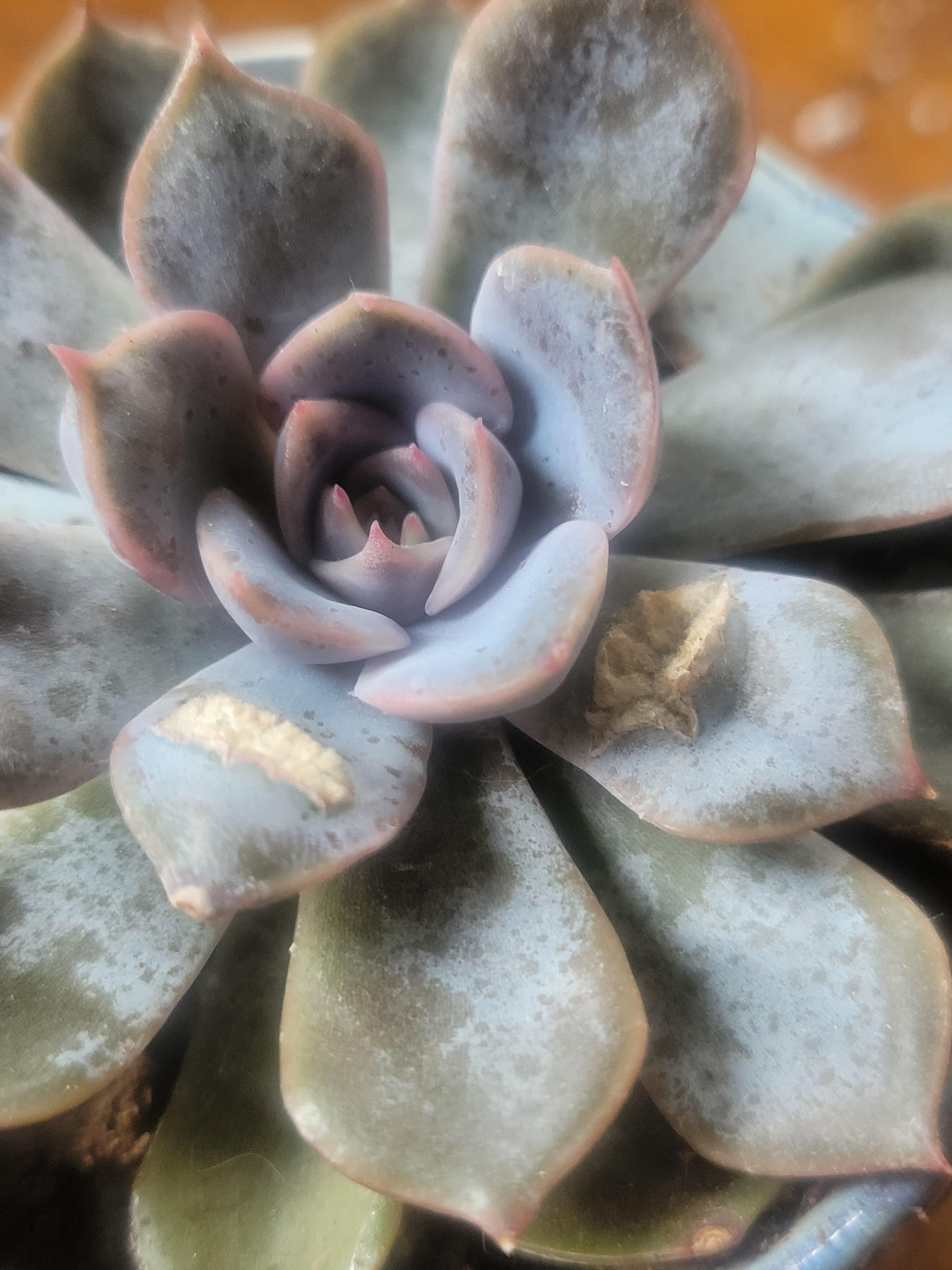 Why does my succulent have leaves that have burst? r/plantclinic