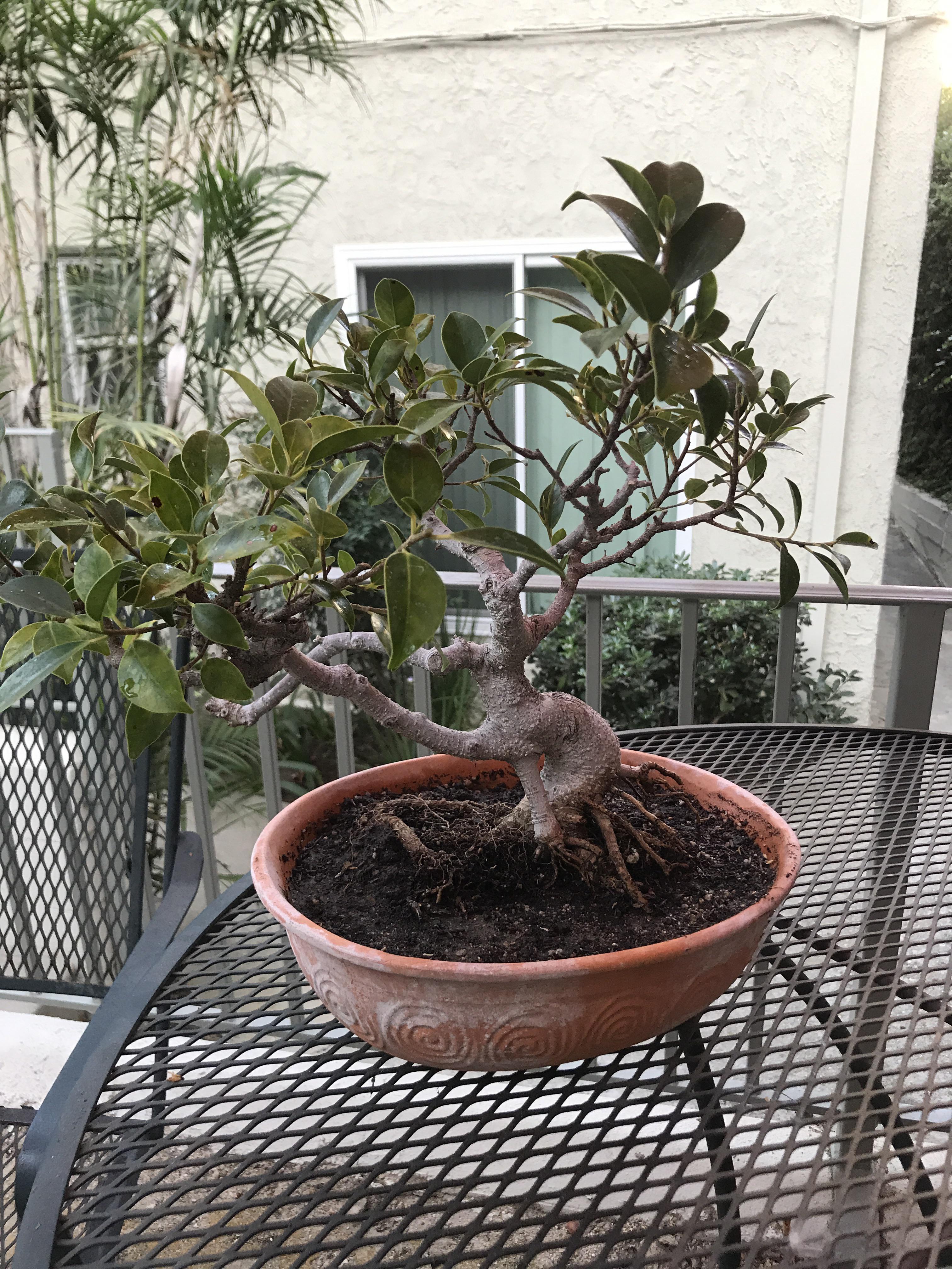 Ficus prebonsai I scored on offer up. Not the best soil waiting till