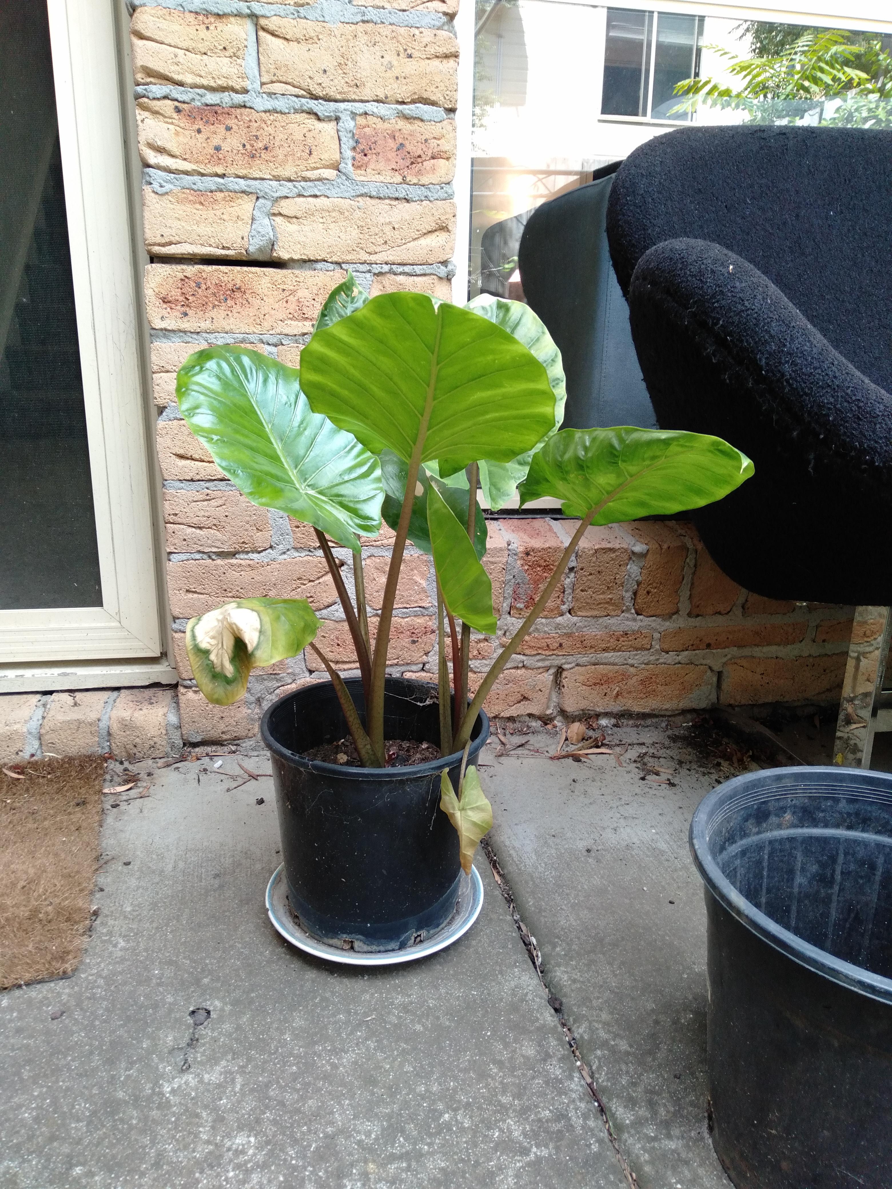 Should I split these into seperate pots or leave them be? r/houseplants