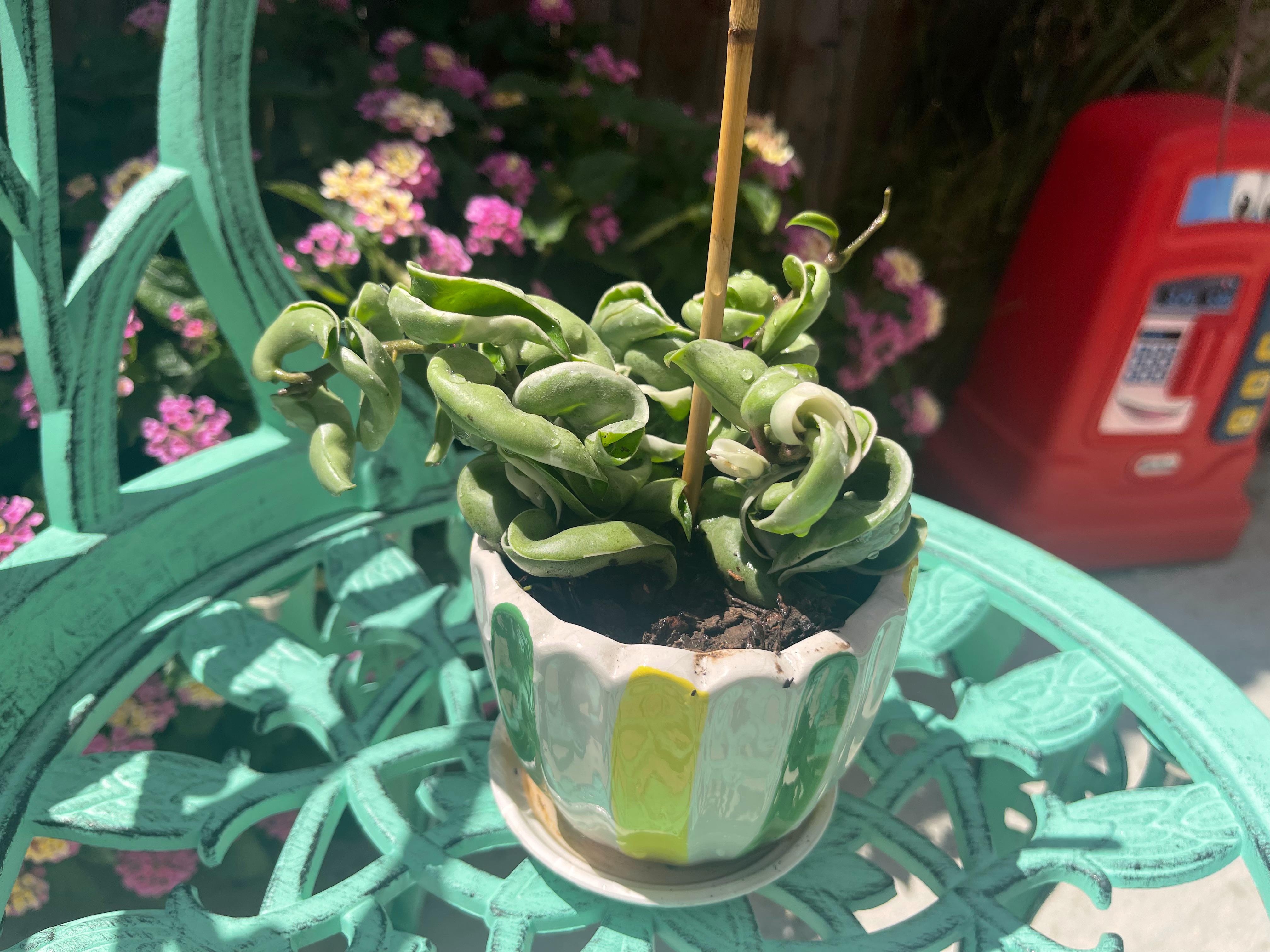 New pot for this baby! Hoya Hindu Rope Variegata r/hoyas