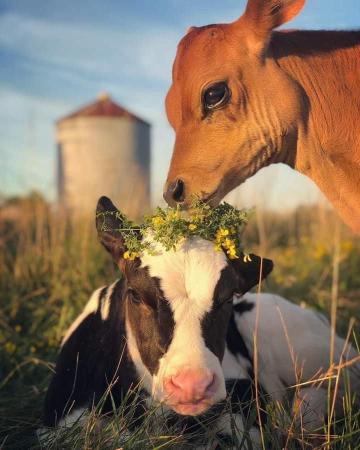 Two baby cows enjoying the summer sun r/aww