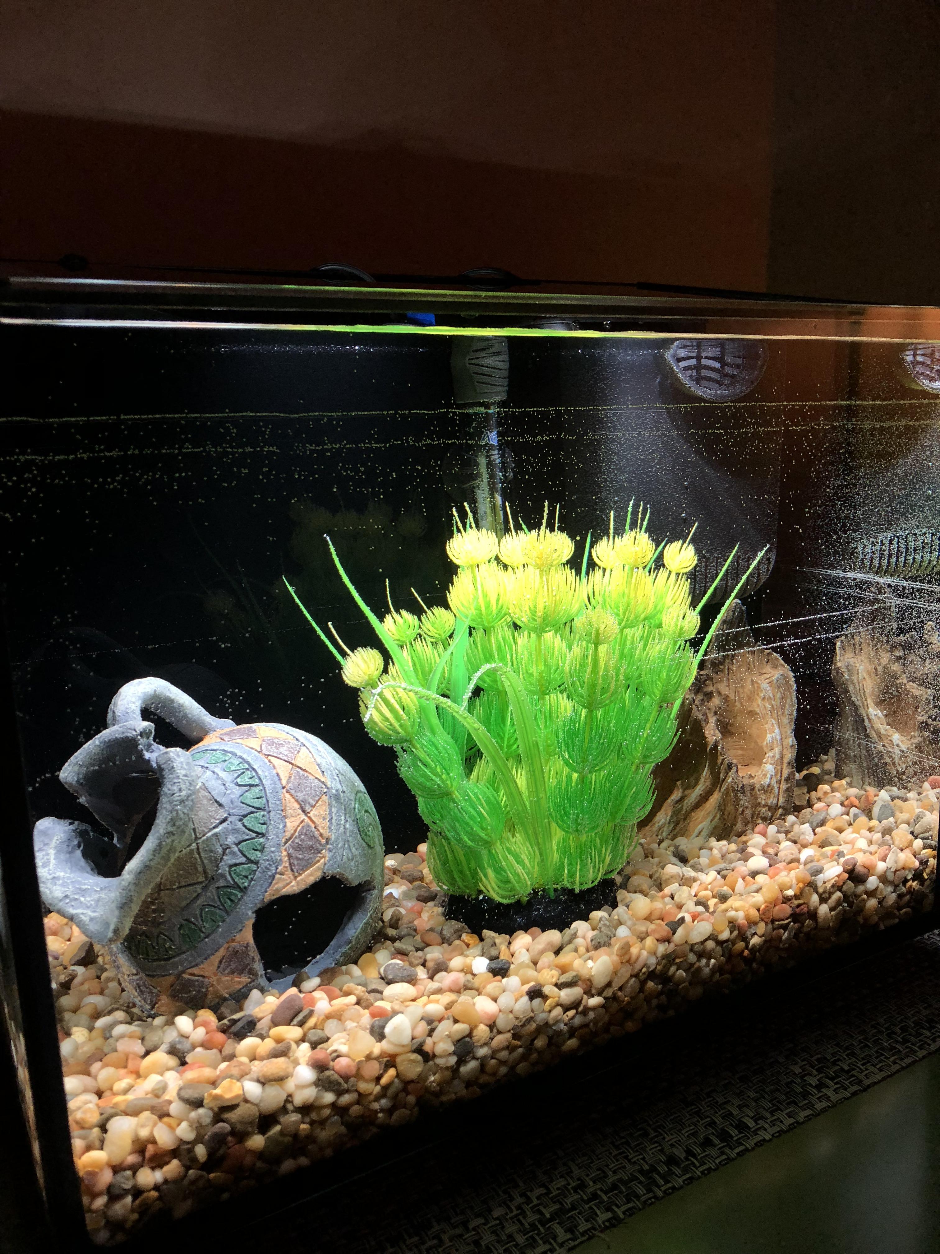 New aquarium has micro bubbles any ideas? r/Aquariums