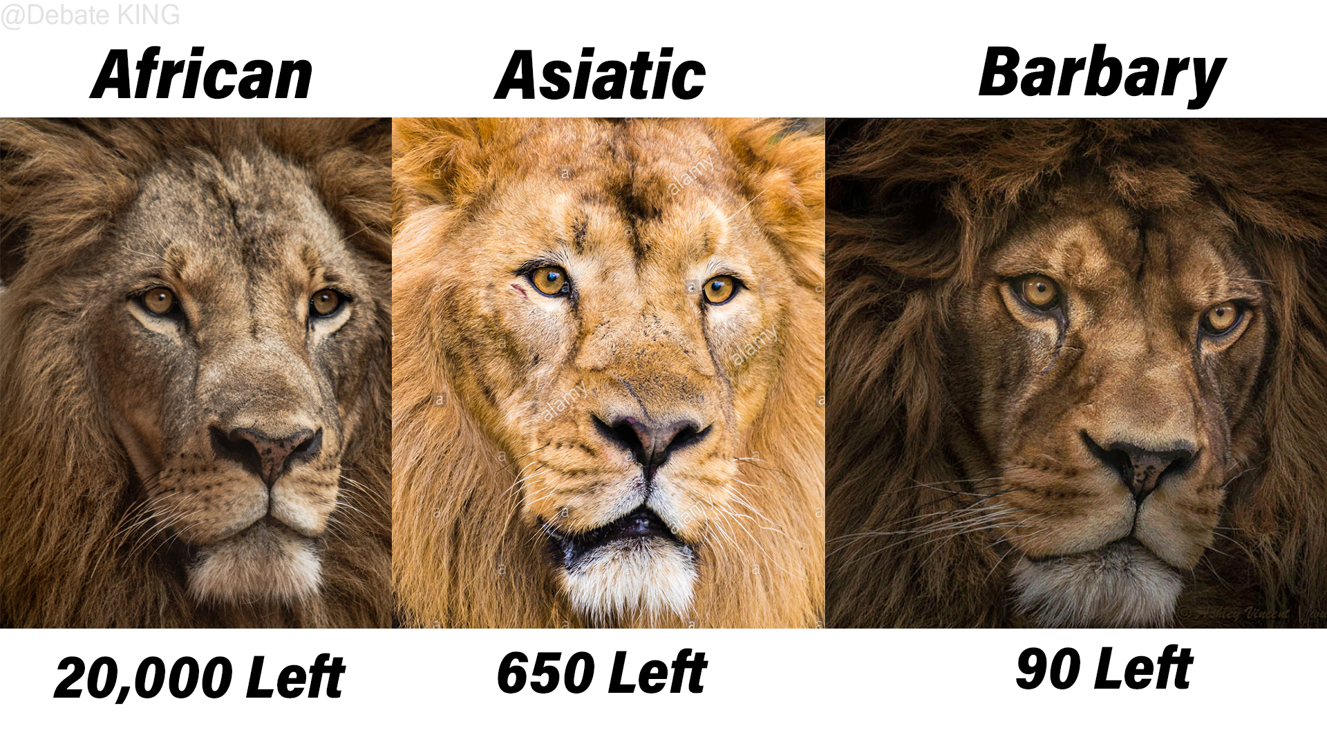 Barbary Lion Vs African Lion Size