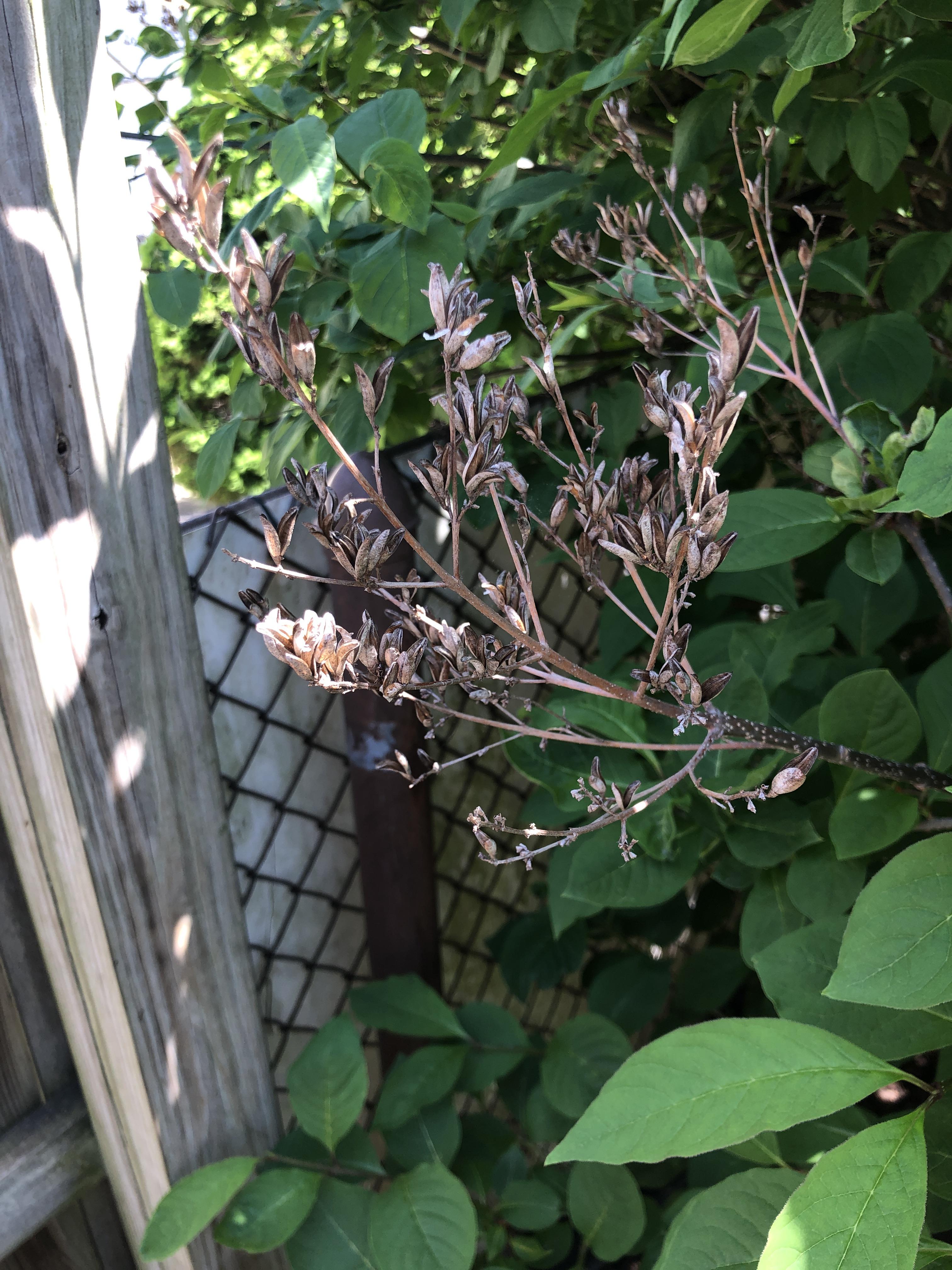 Most of my lilac bush has these dead blossoms from last year and there