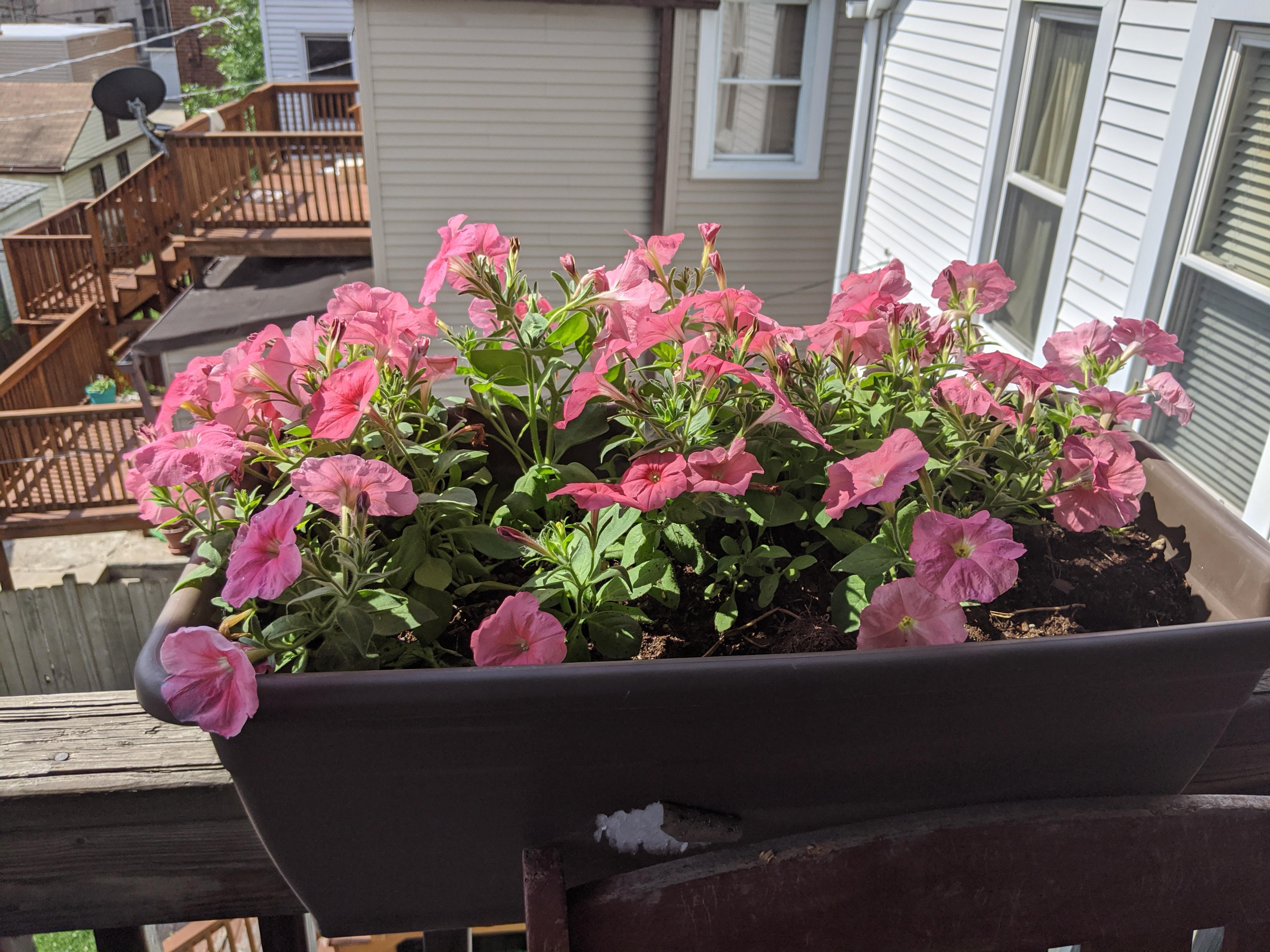 Petunias are annuals, but the ones I planted last year grew again! Take