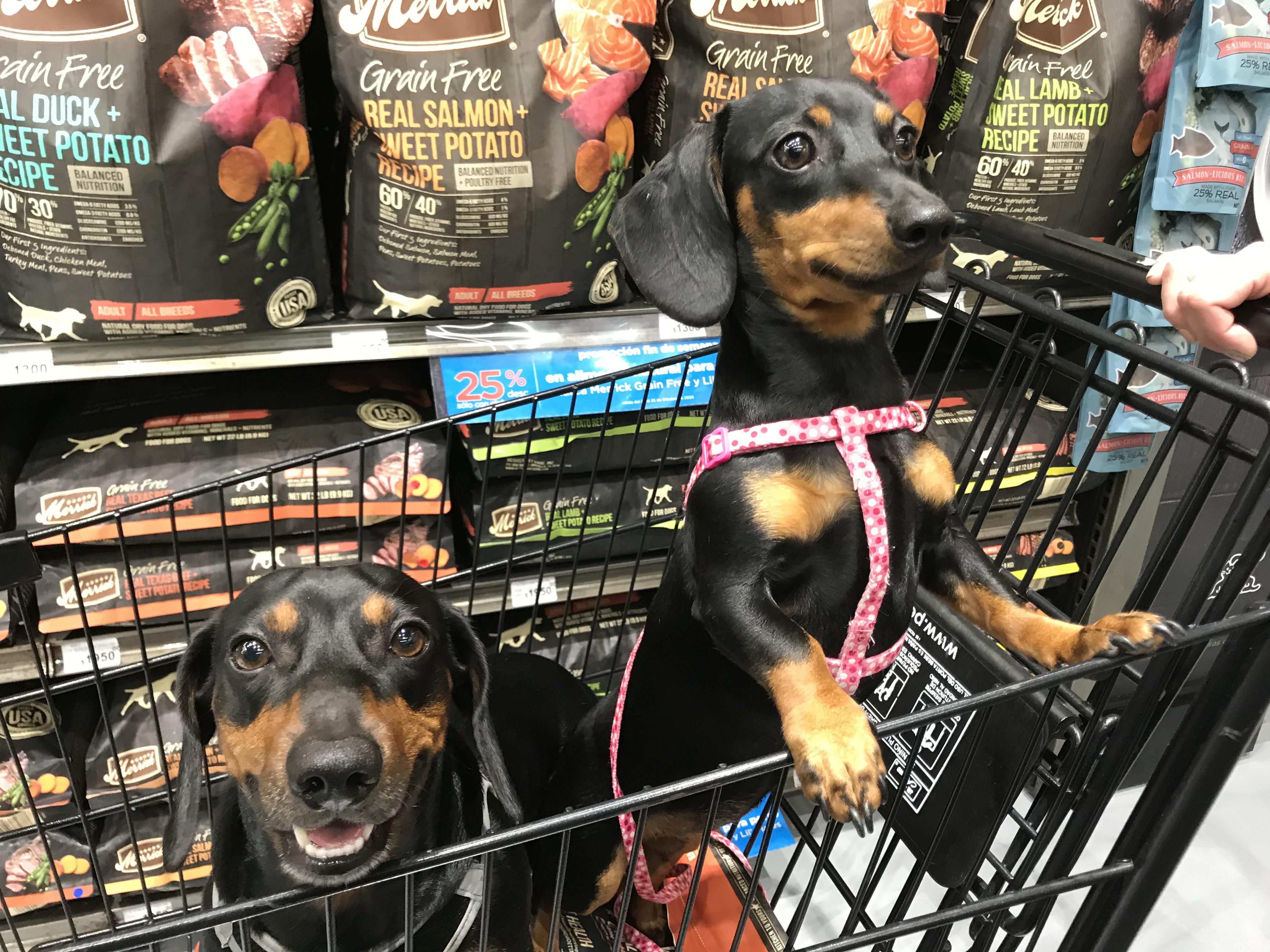 Look at all these Bones!!! r/Dachshund