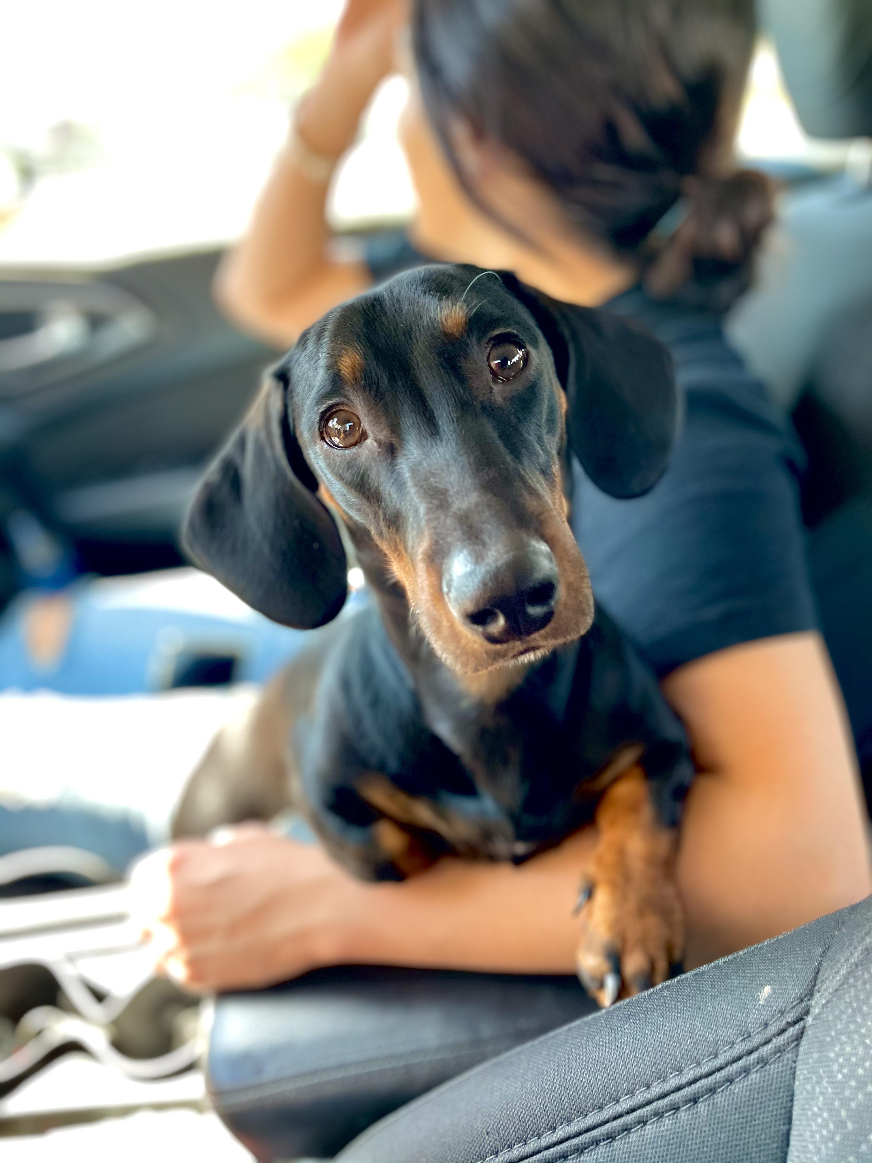 He loves car rides 🚗 r/Dachshund