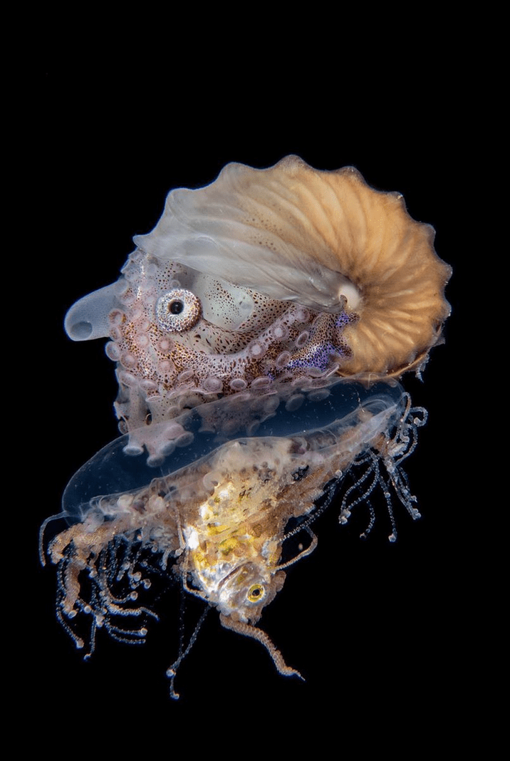 Baby Octopus riding a Jellyfish eating a Minnow r/natureismetal