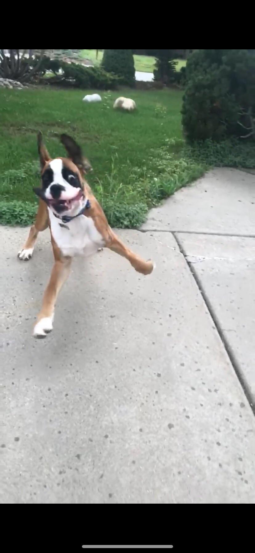 Zoomies!! r/Boxers