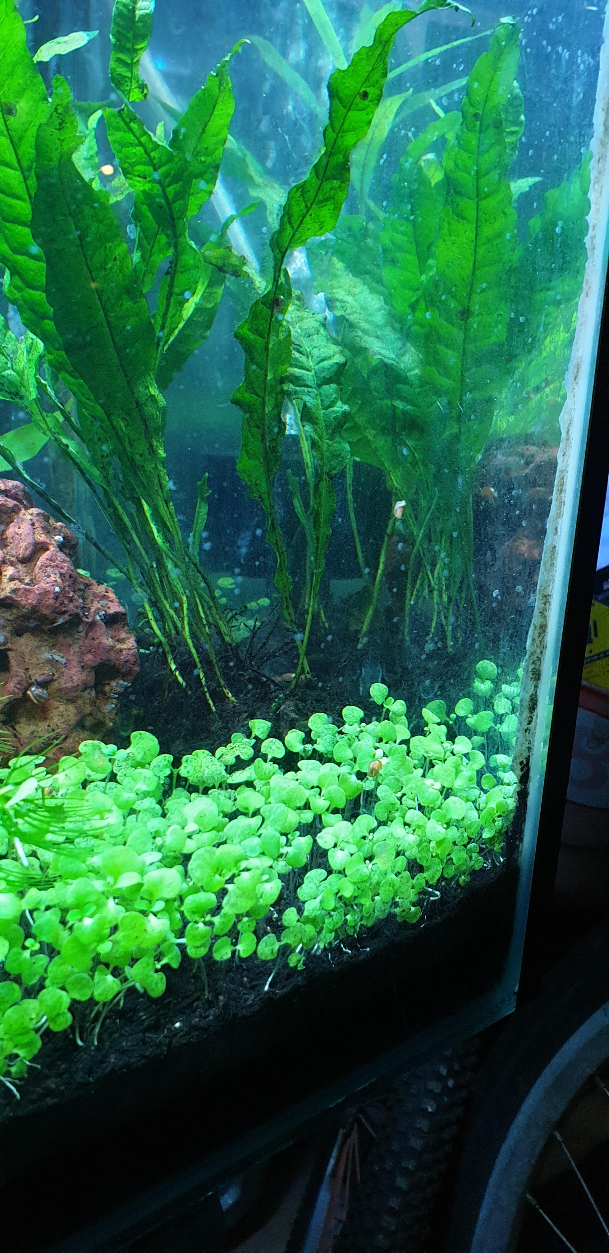 What are these white dots on my aquarium tank? r/aquarium