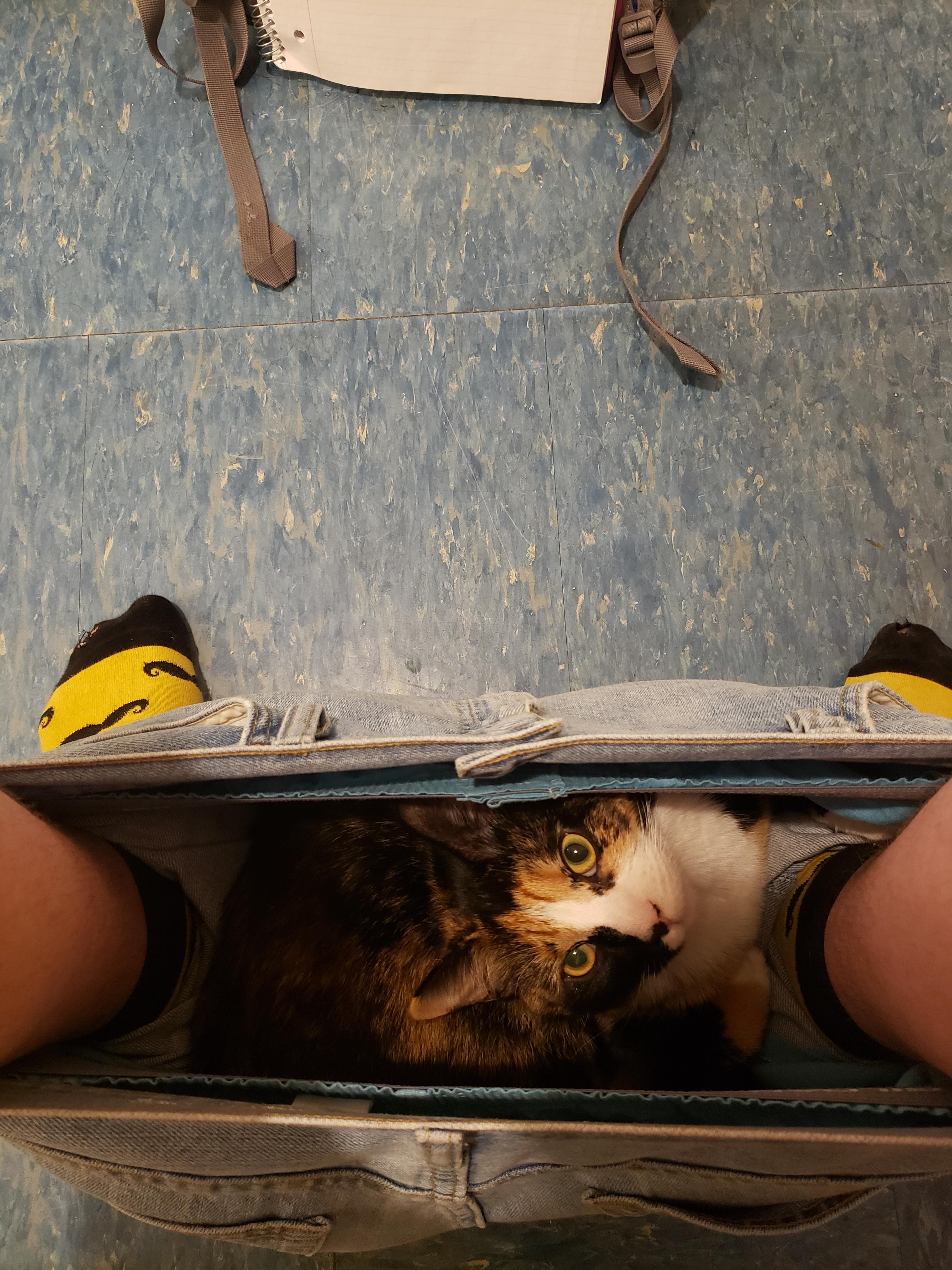 Cats in pants the real reason you should bring your phone to the bathroom