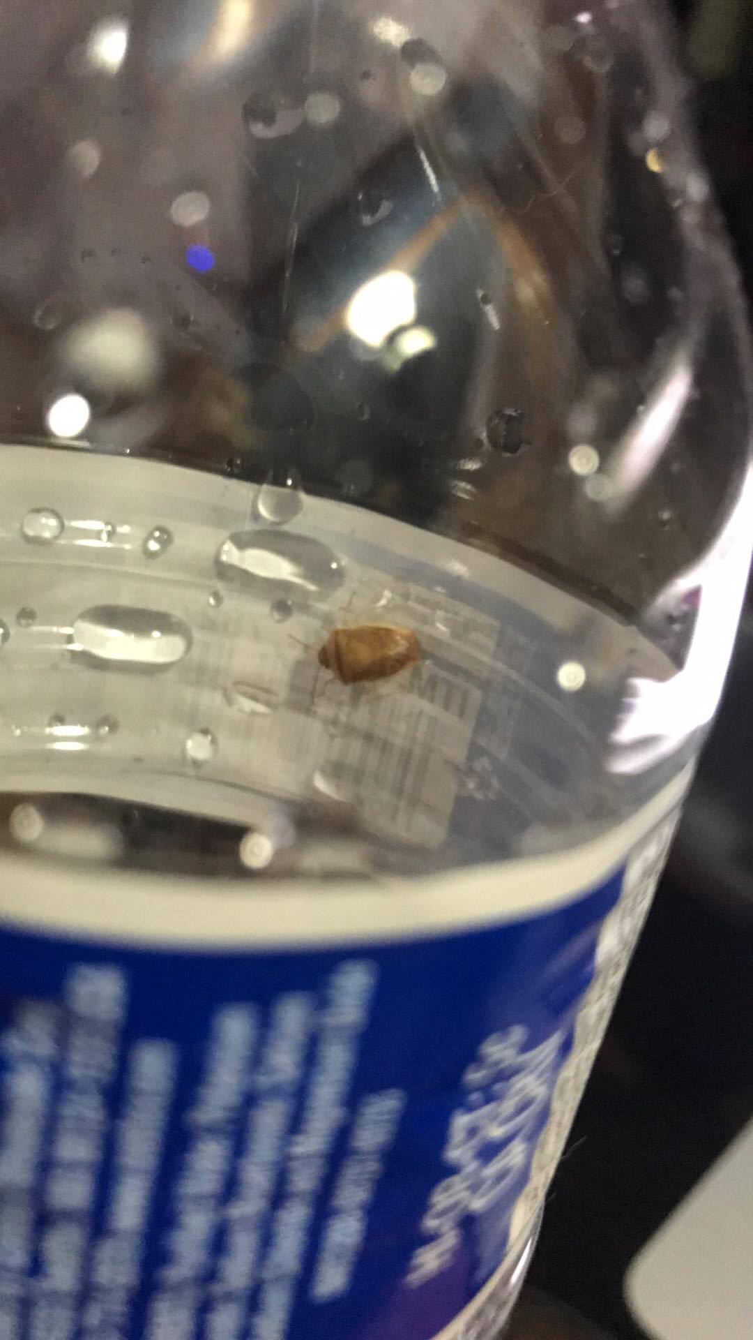 Los Angeles, California; finding these bugs at night mostly r