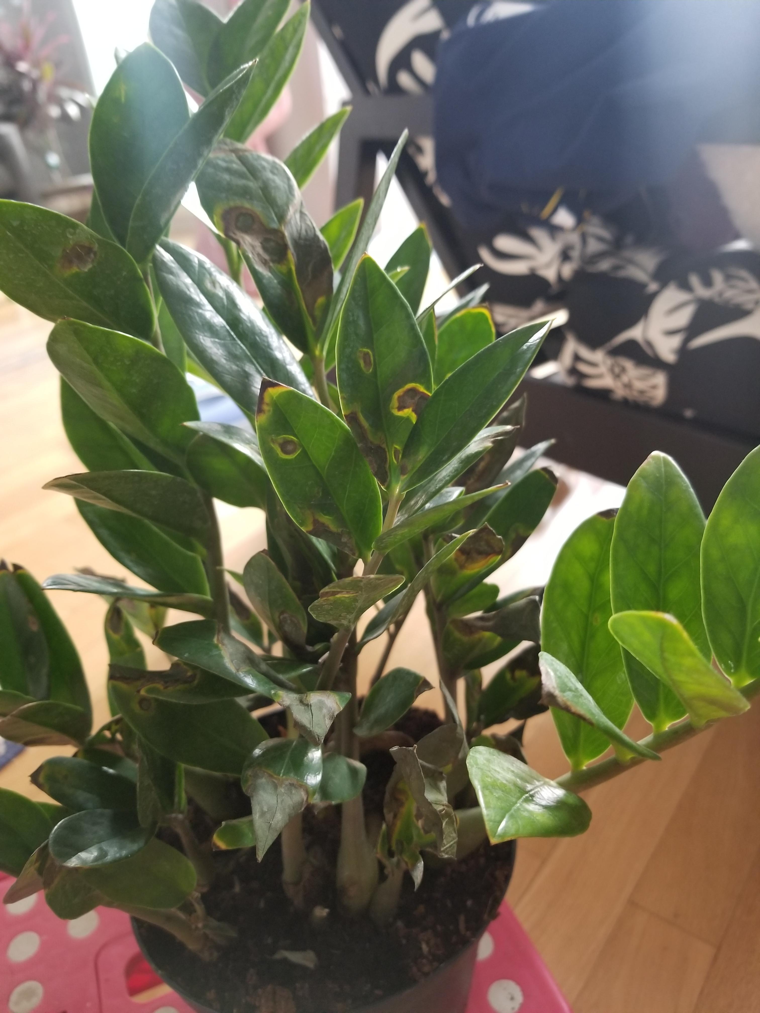Hi! Are these brown spots normal on a new ZZ plant? r/plantER