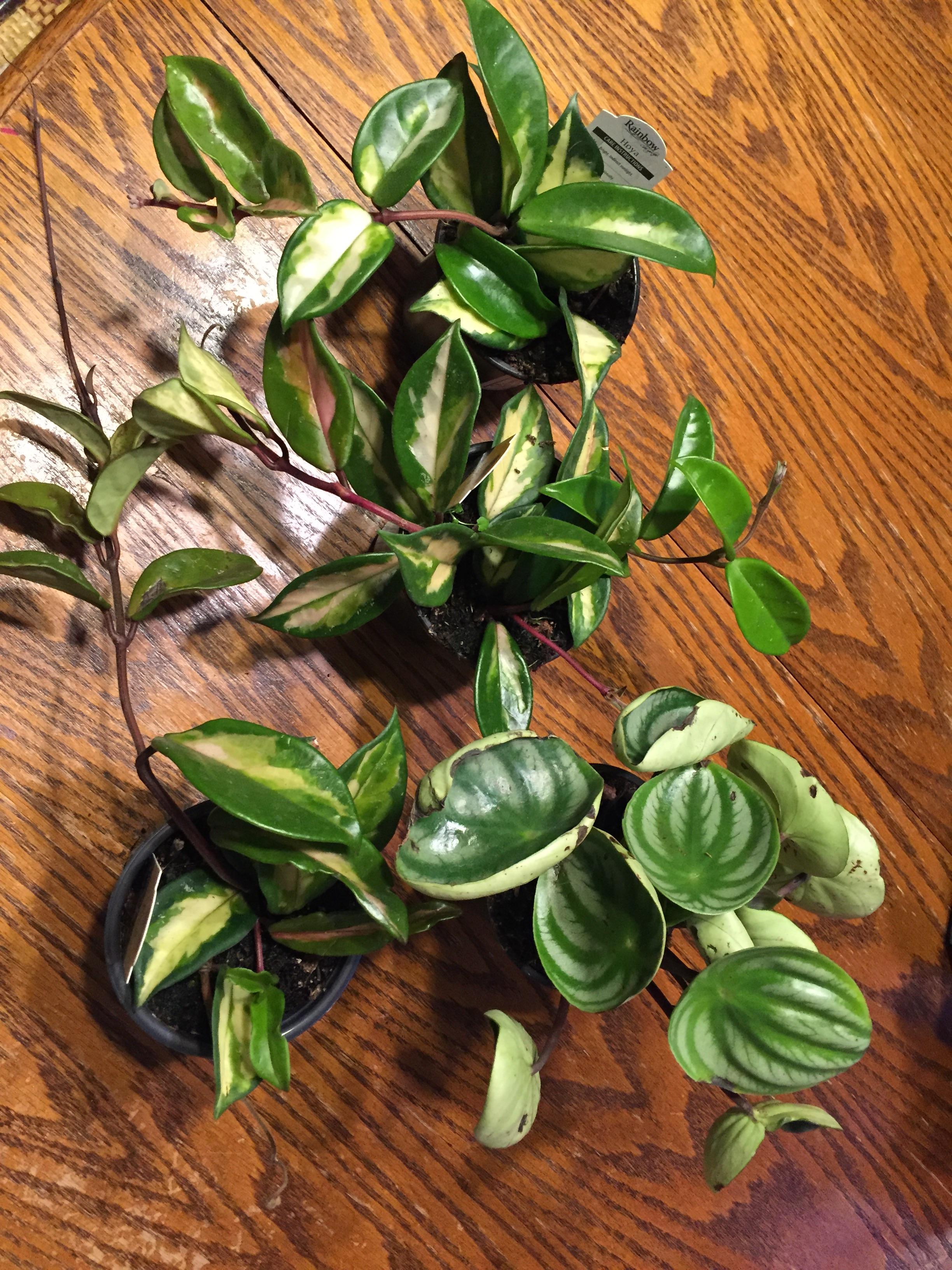 4 for 10 four inch tropicals at Home Depot in Canada! HOYAS for 2.50! r/houseplants
