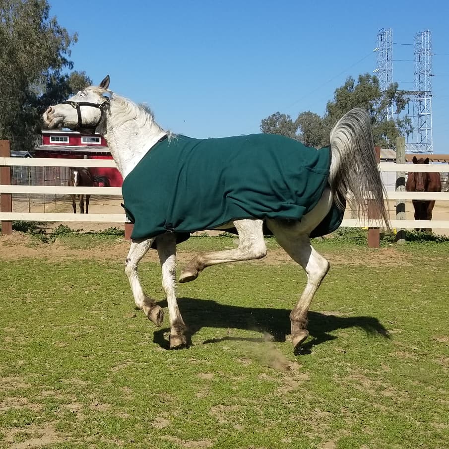 Even horses get postbath derpy zoomies r/AnimalsBeingDerps