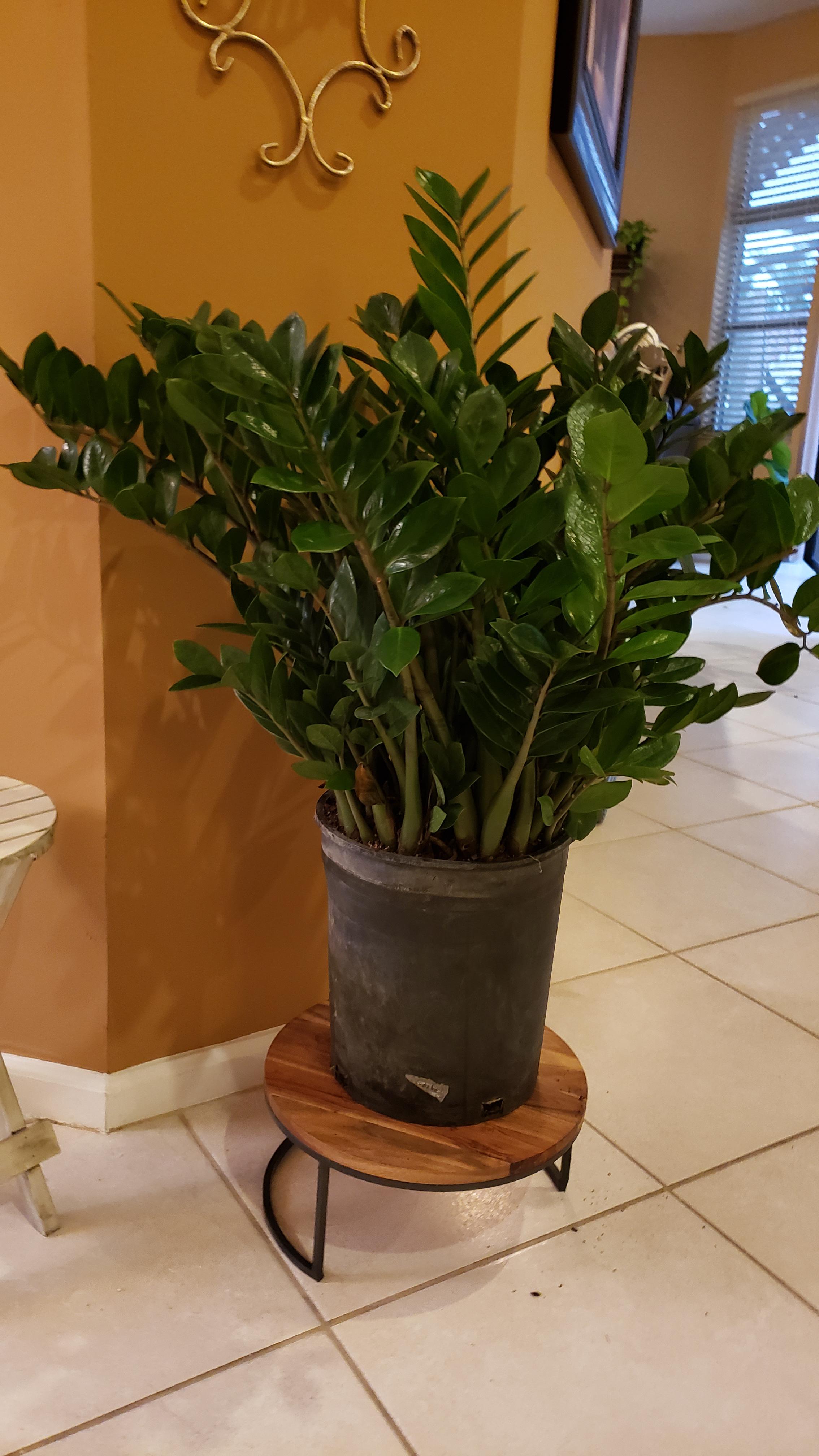 What do I repot my huge root bound ZZ plant in? More info in comments