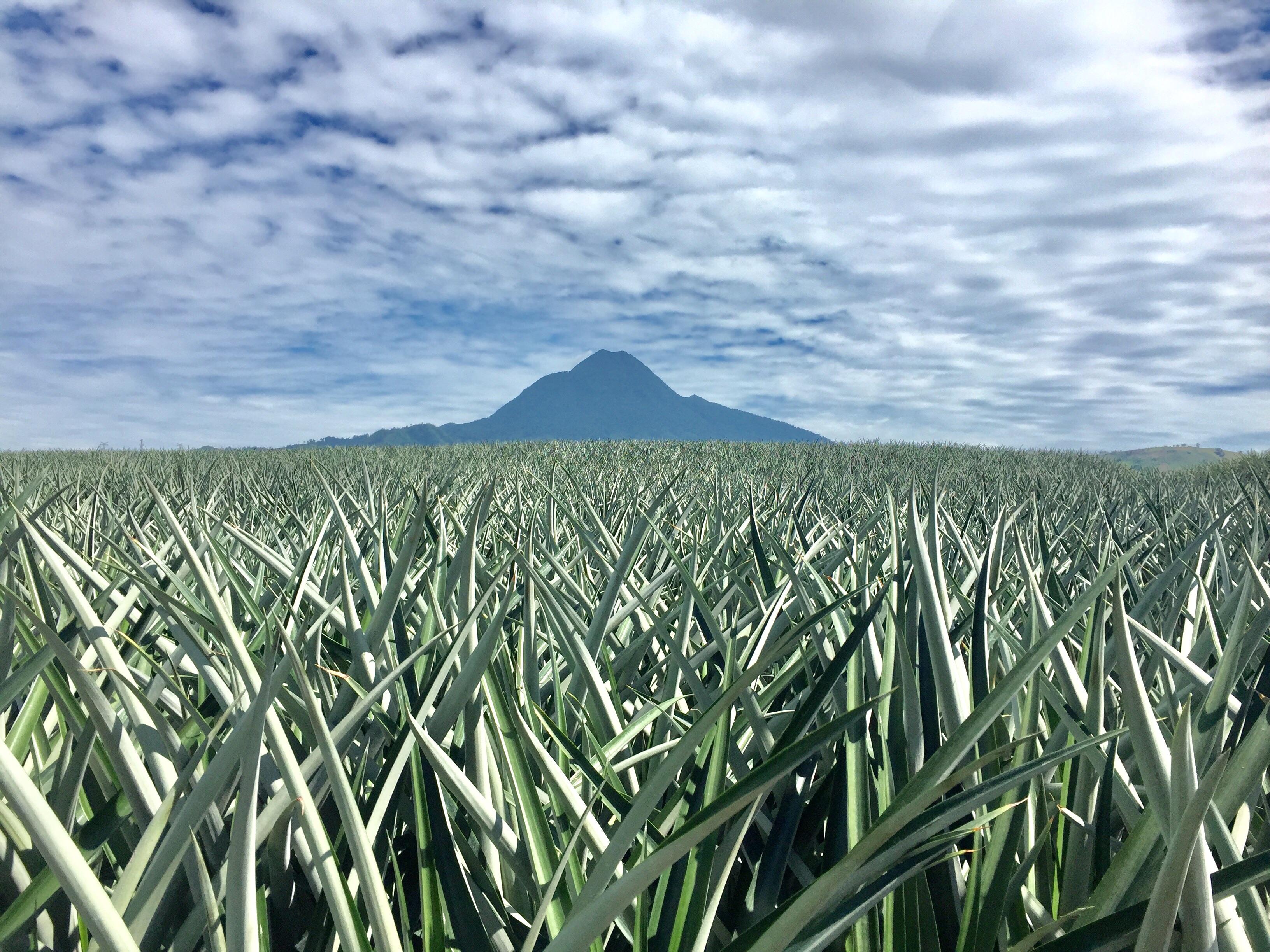 Pineapple farm near our house. r/pics