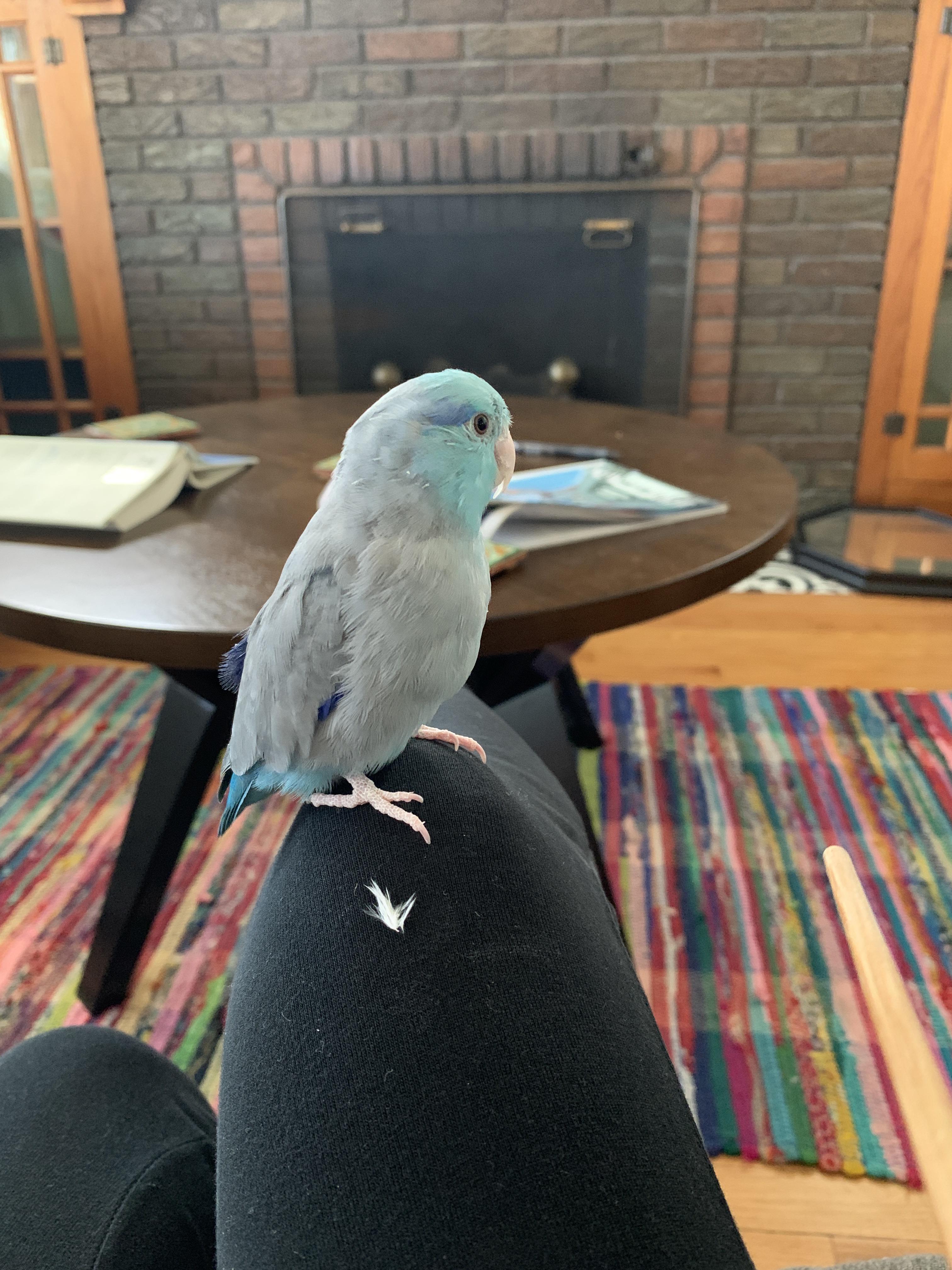 I LOST MY PET BIRD. Live near UNMC. If you see him please contact me